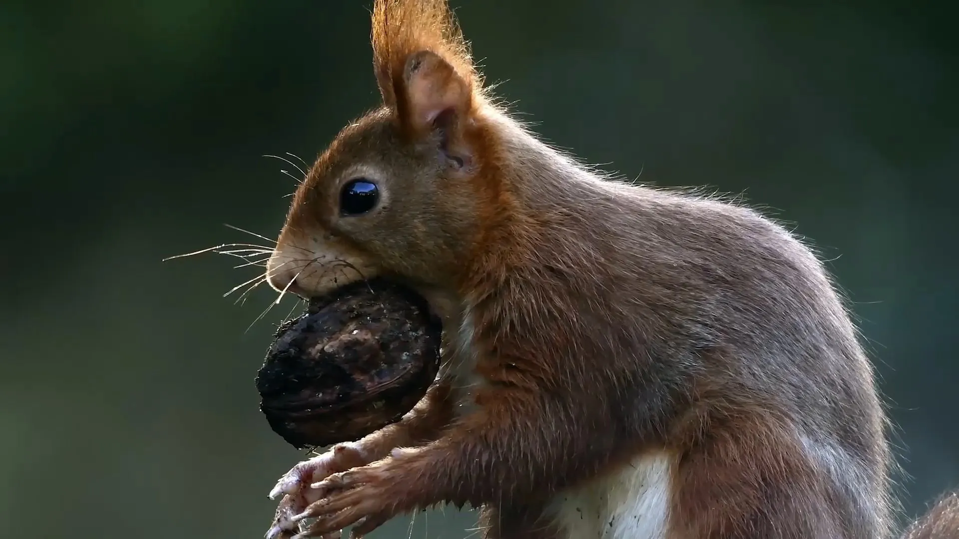 Lady Squirrel