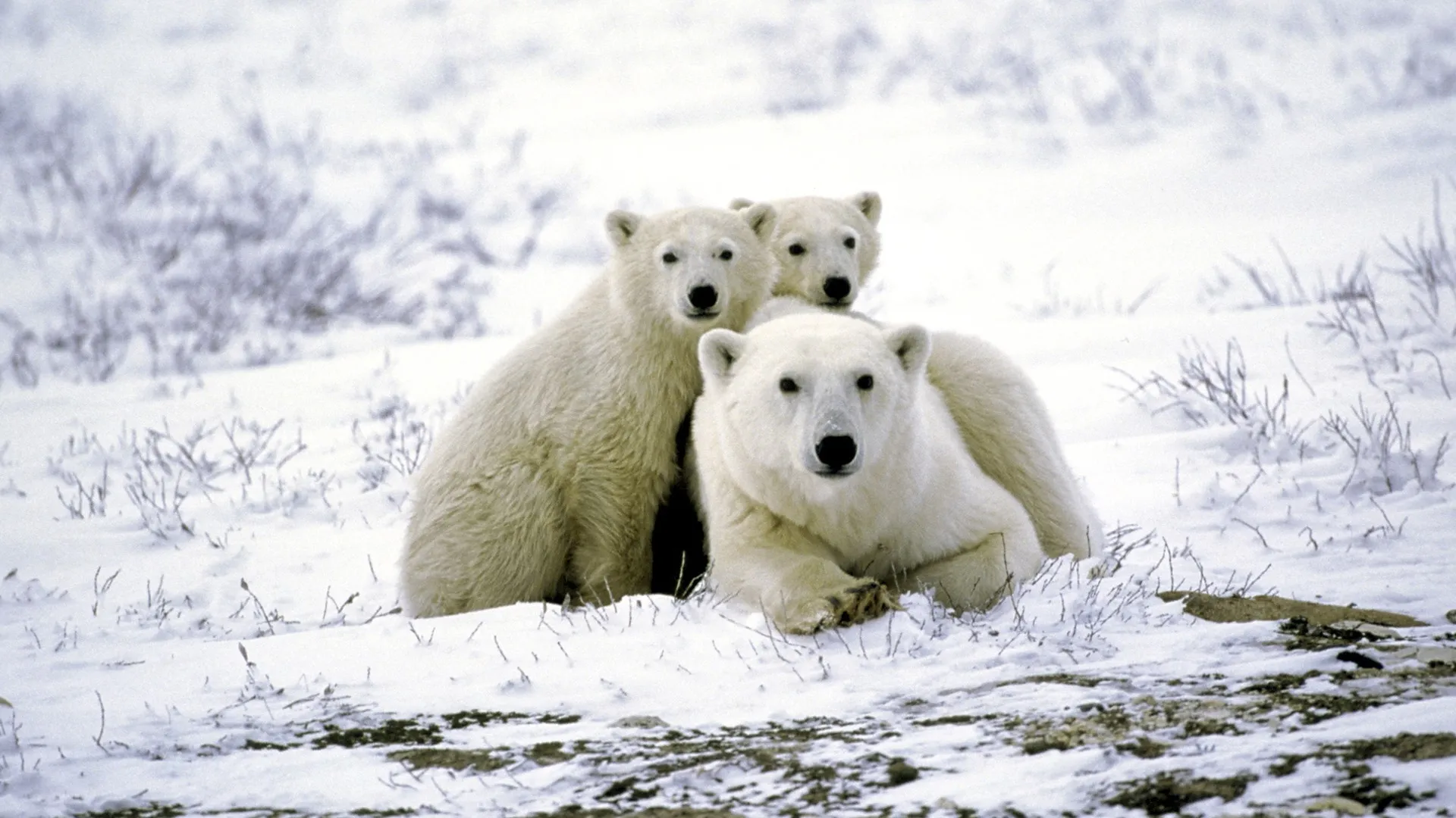 Greenpeace, The Story