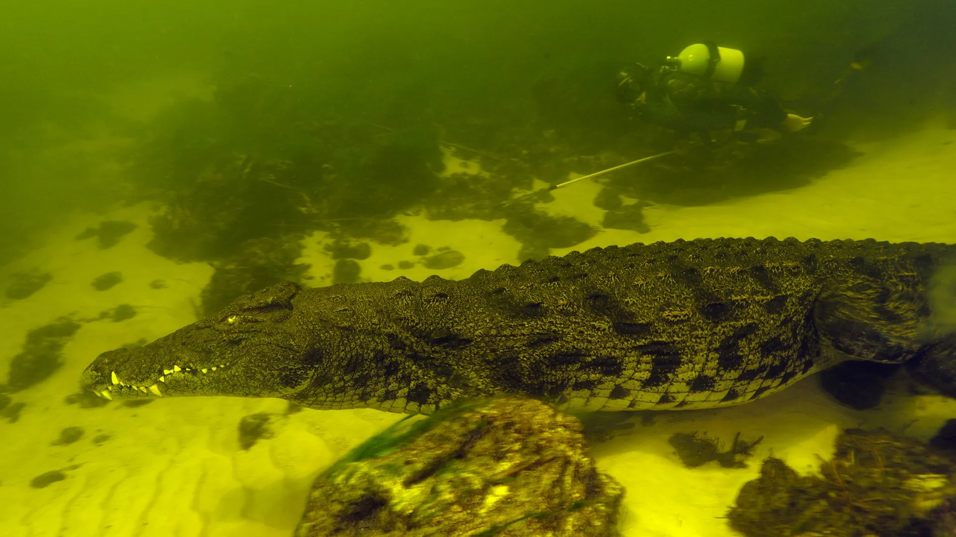 Cocodrilos en aguas oscuras