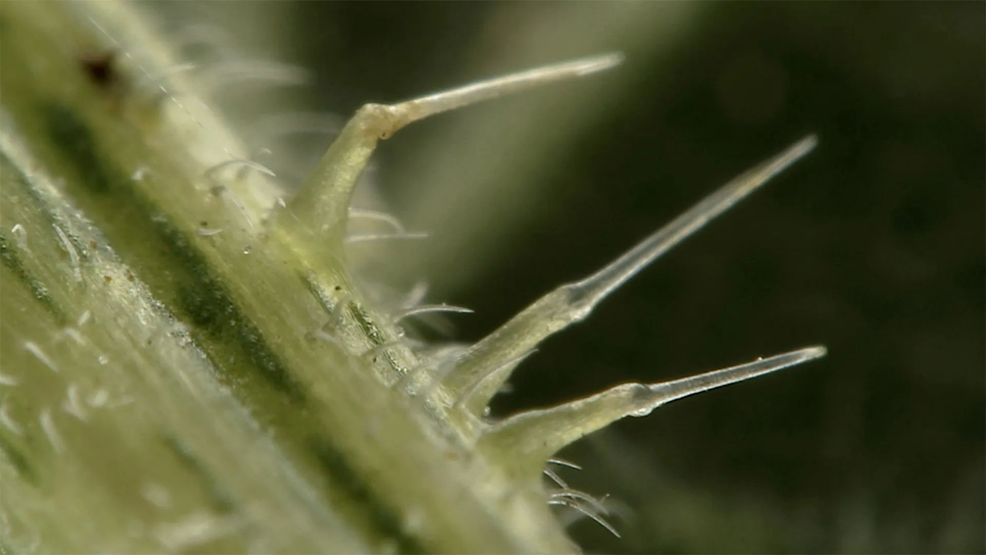 Genius Plants