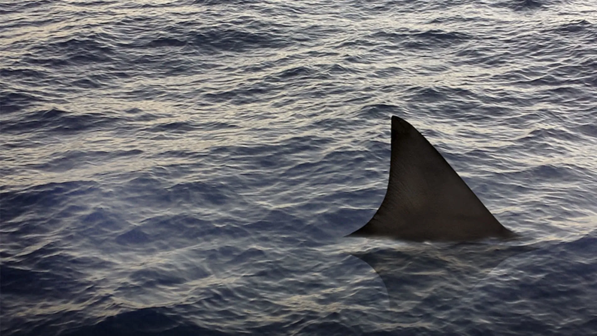 Mississippi River Sharks