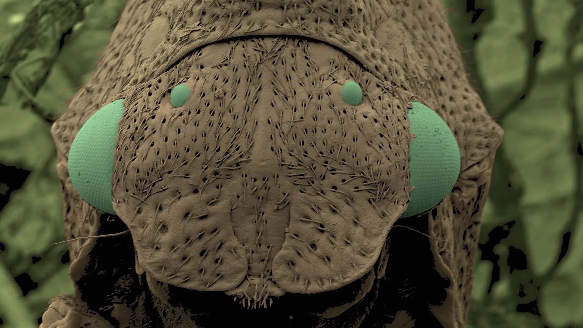Aliens of the Amazon