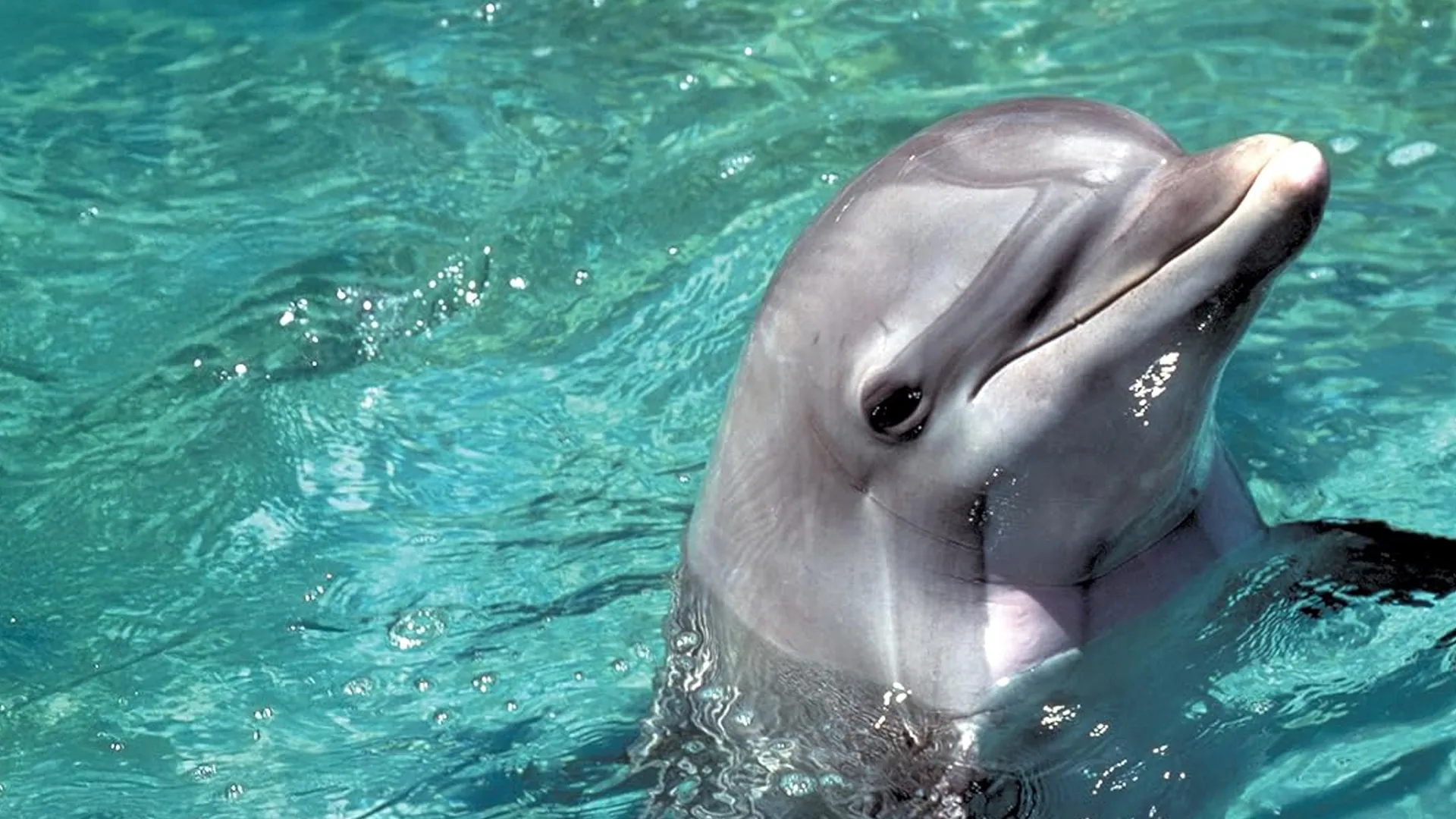 Flipper