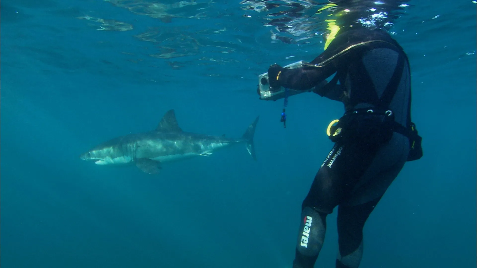 The Shark Divers