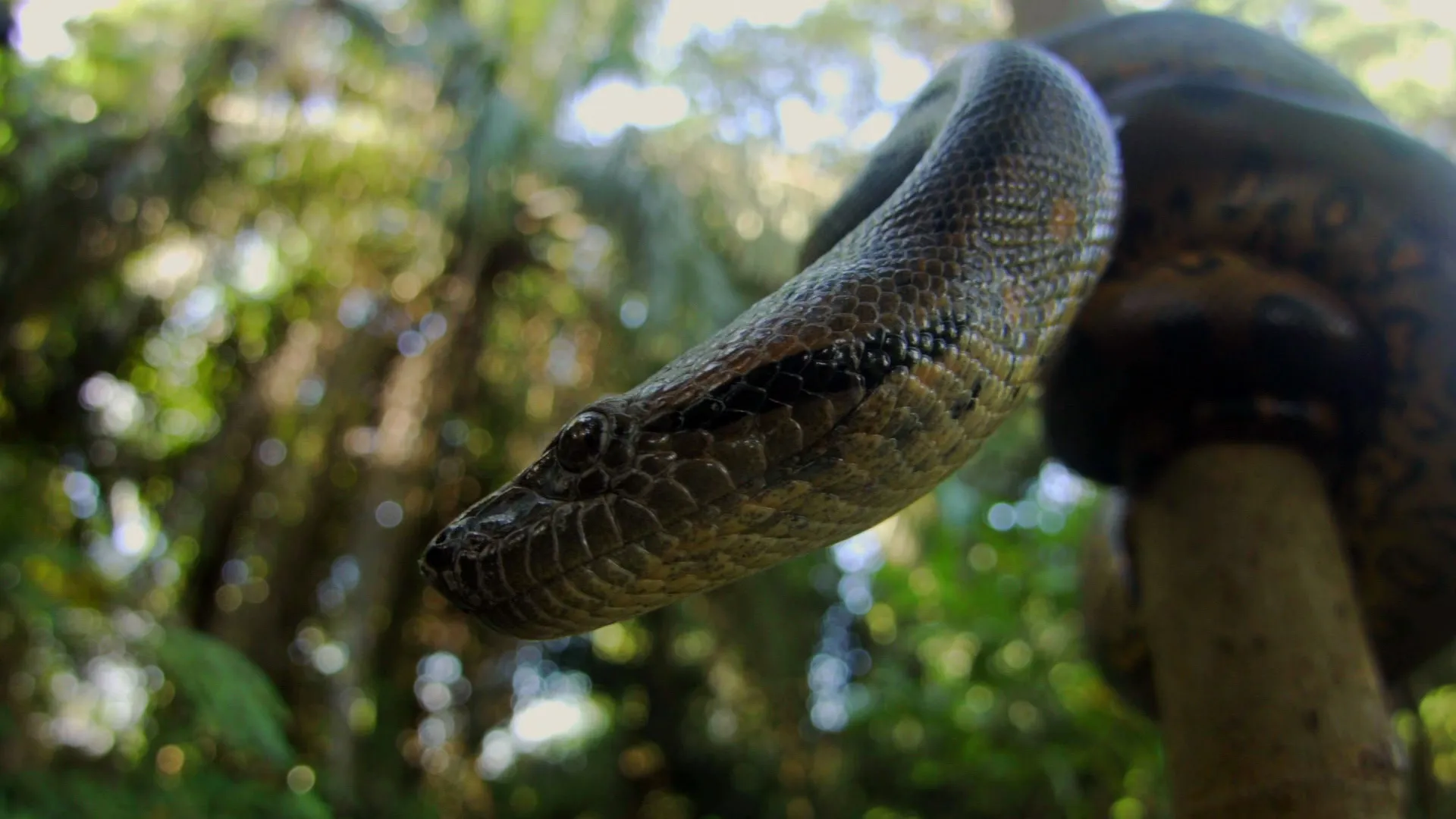 Anaconda - Silent Killer