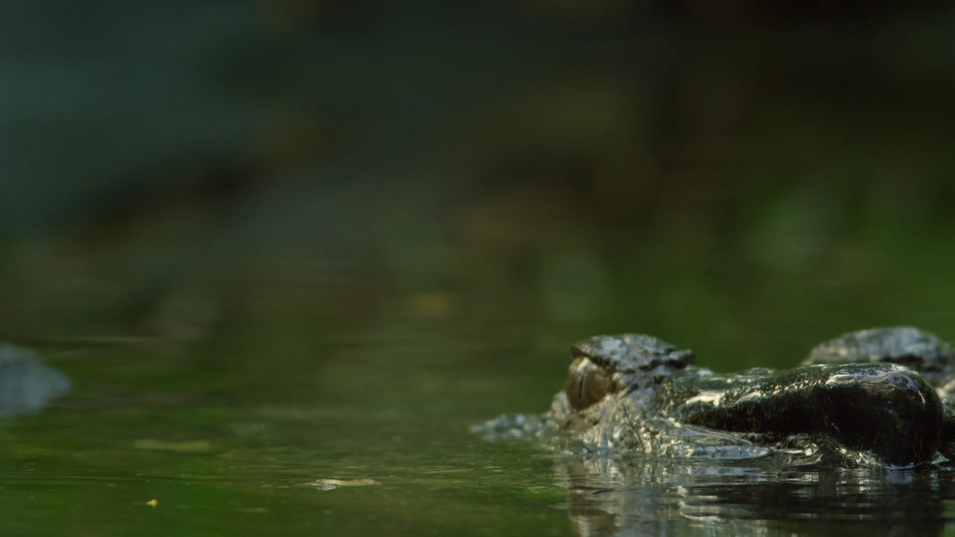 Boss Croc