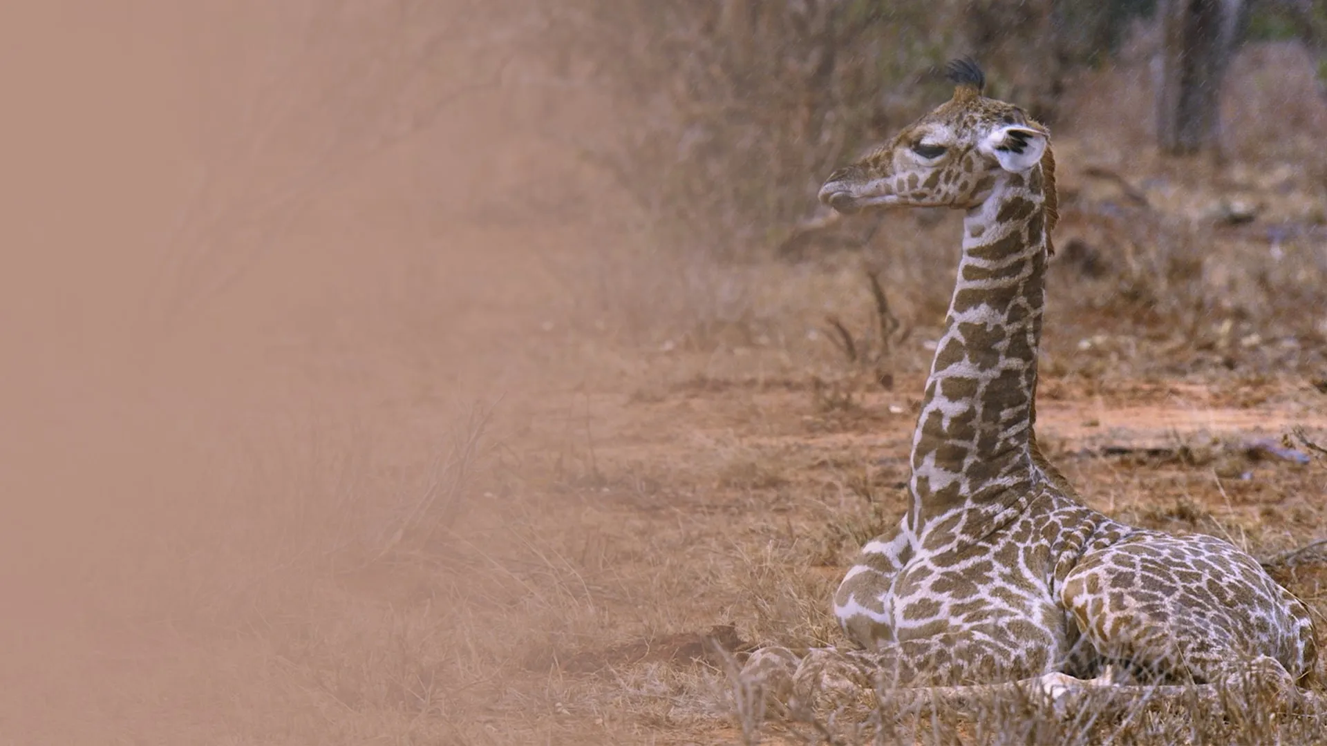 The Last Giraffe