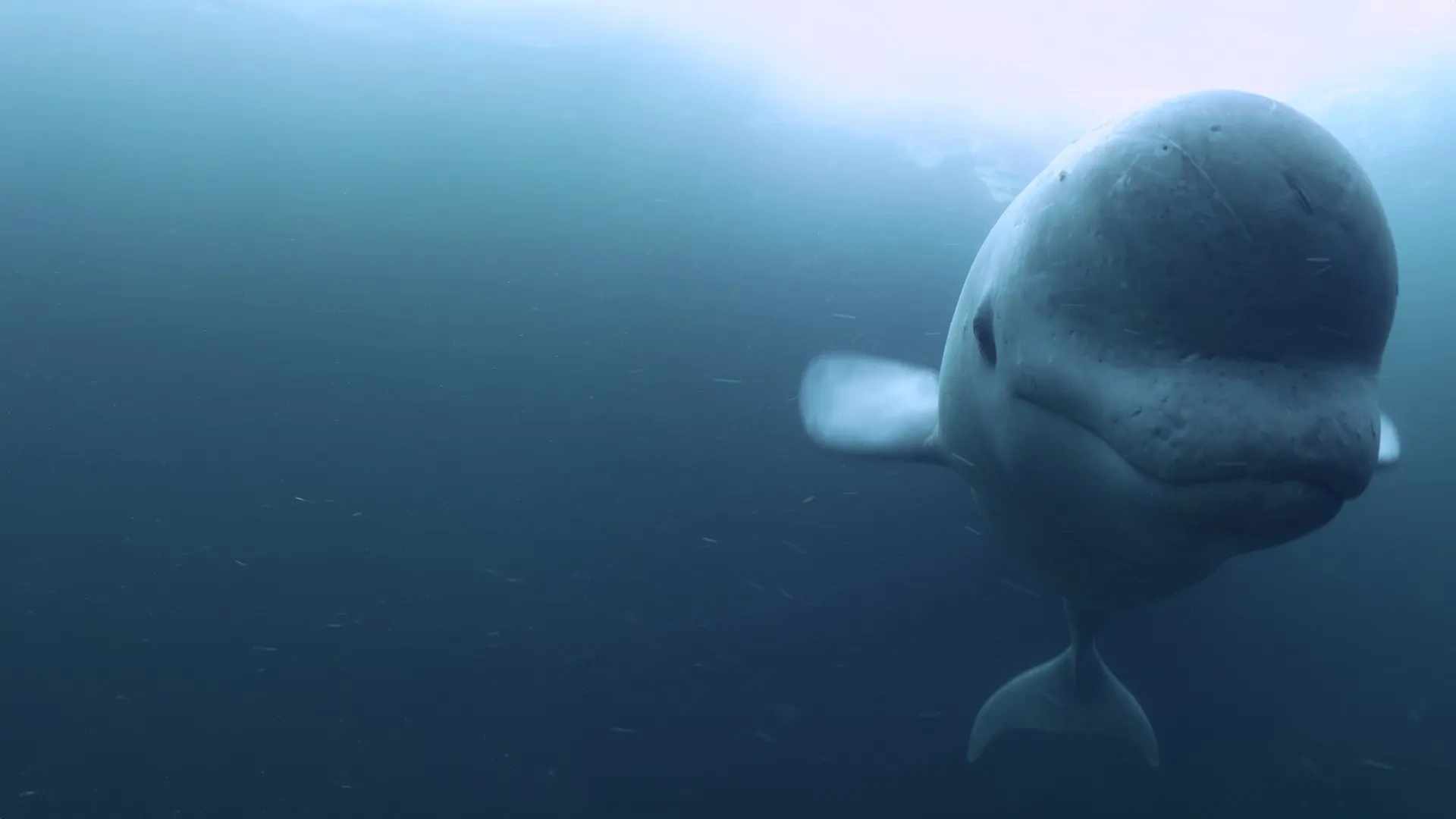 The Mystery of the Belugas