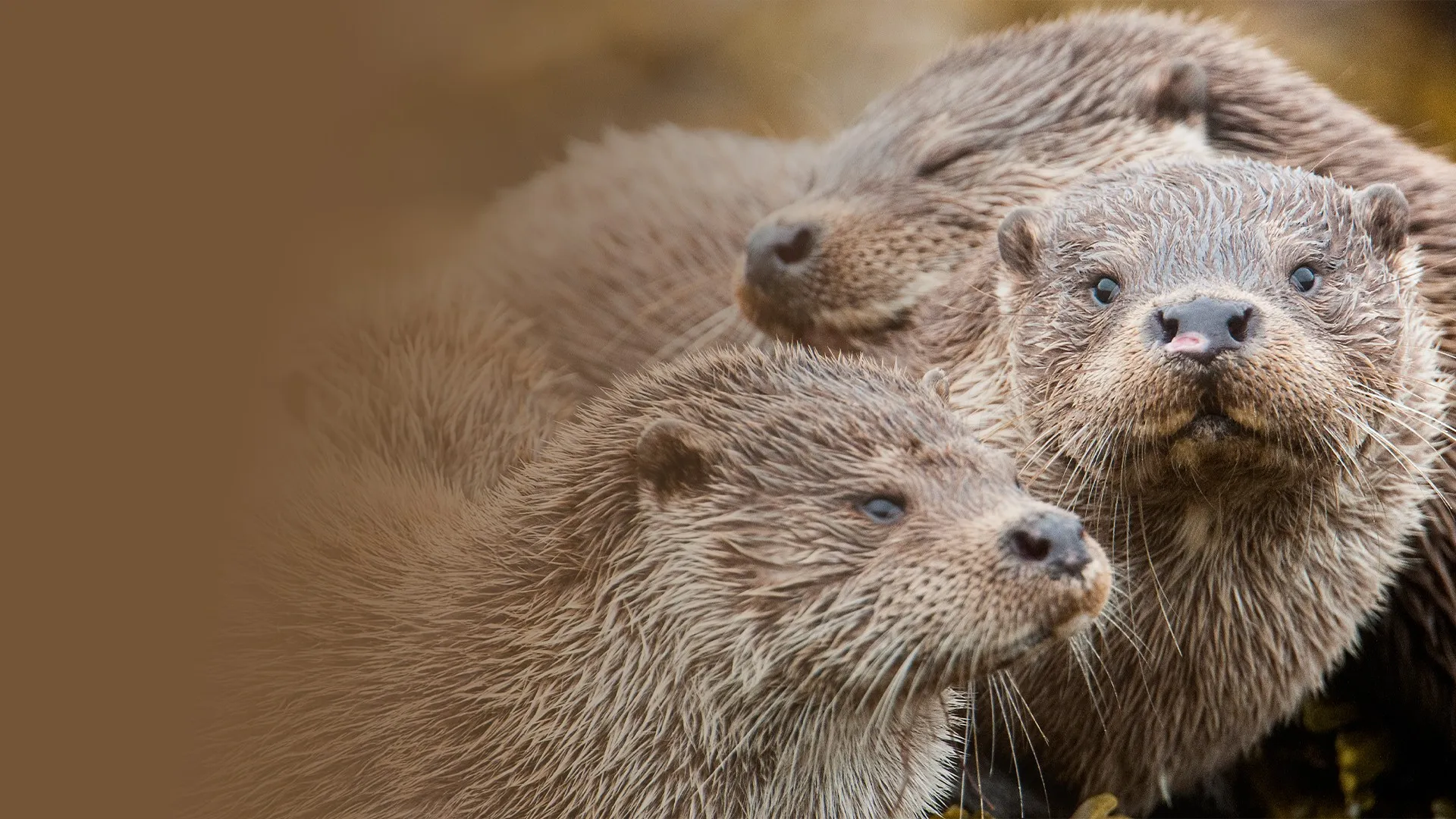Shetland's Otters, the Tale of a Draatsi Family