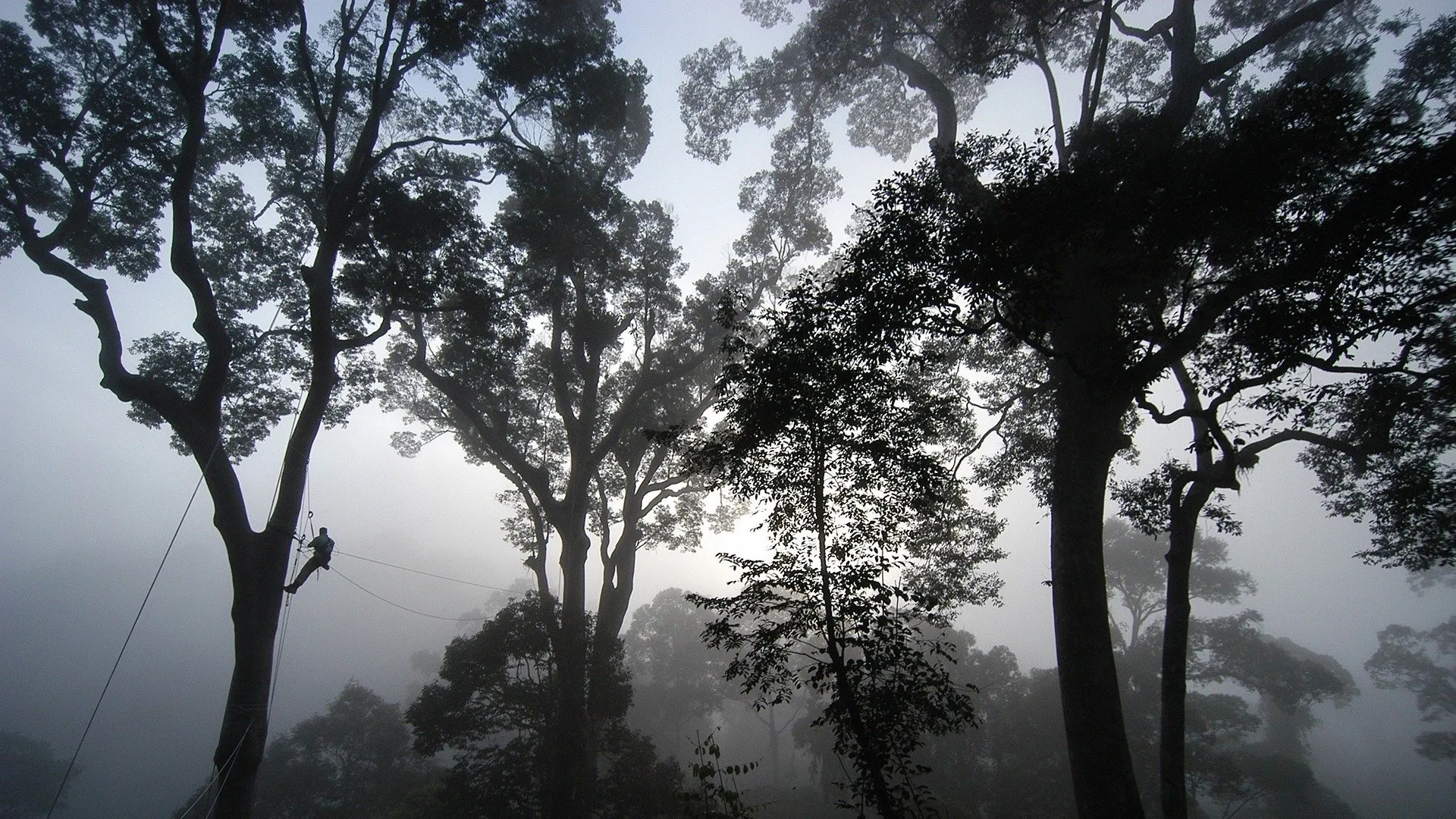 Deep Jungle