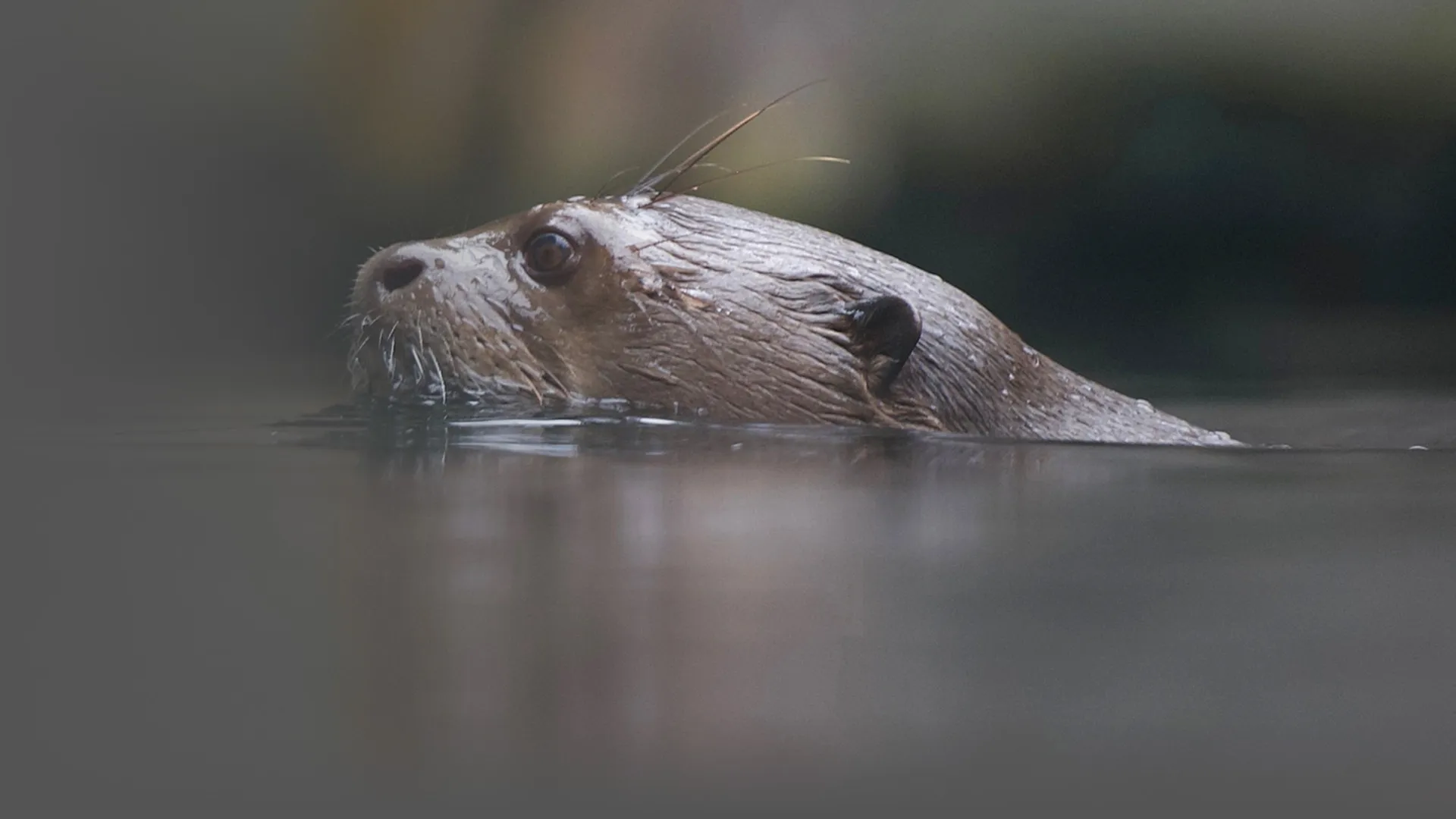 Giant Otters