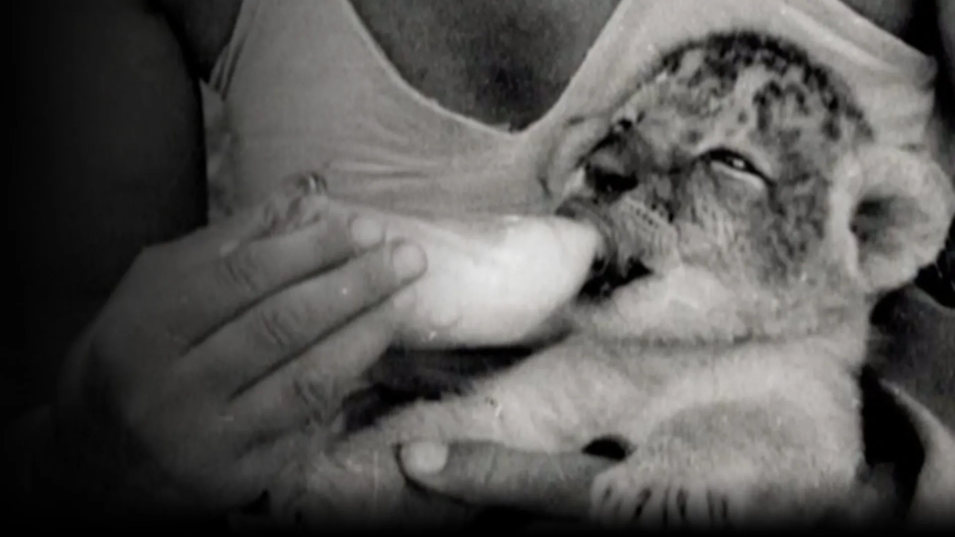 Elsa's Legacy: The Born Free Story