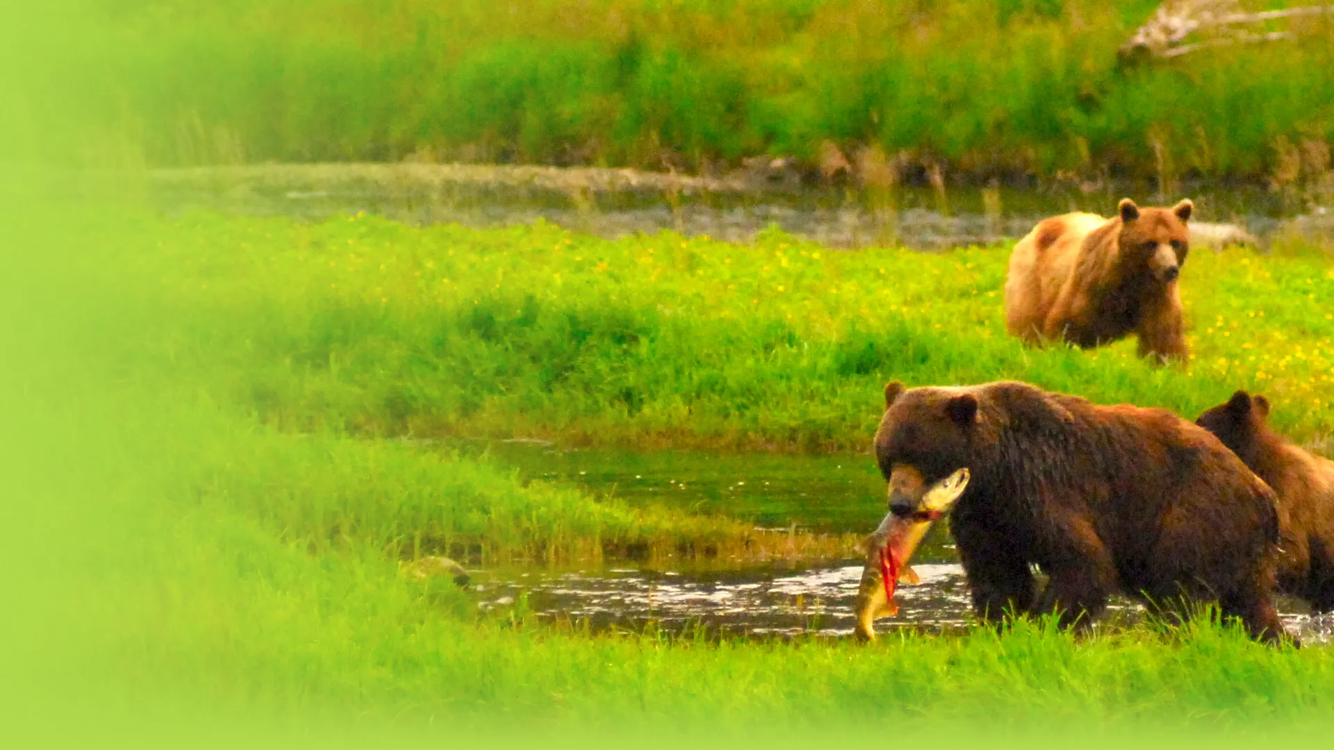 Fortress of the Bears