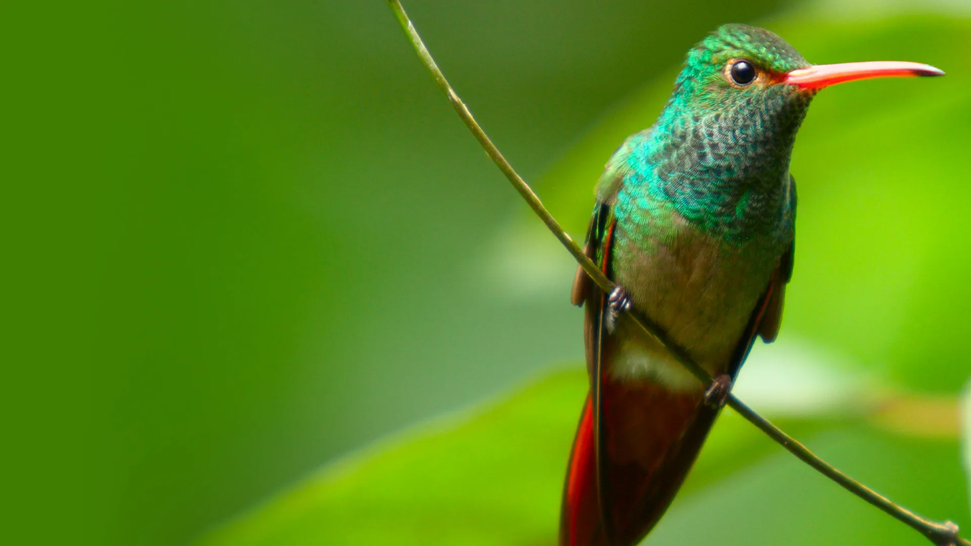 Hummingbirds: Magic in the Air
