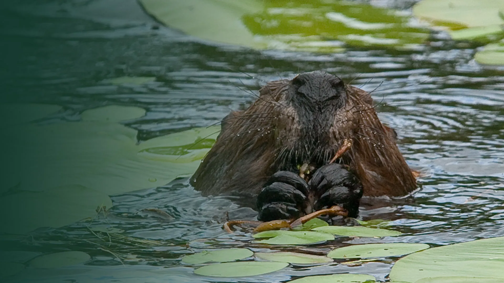 Leave it to Beavers