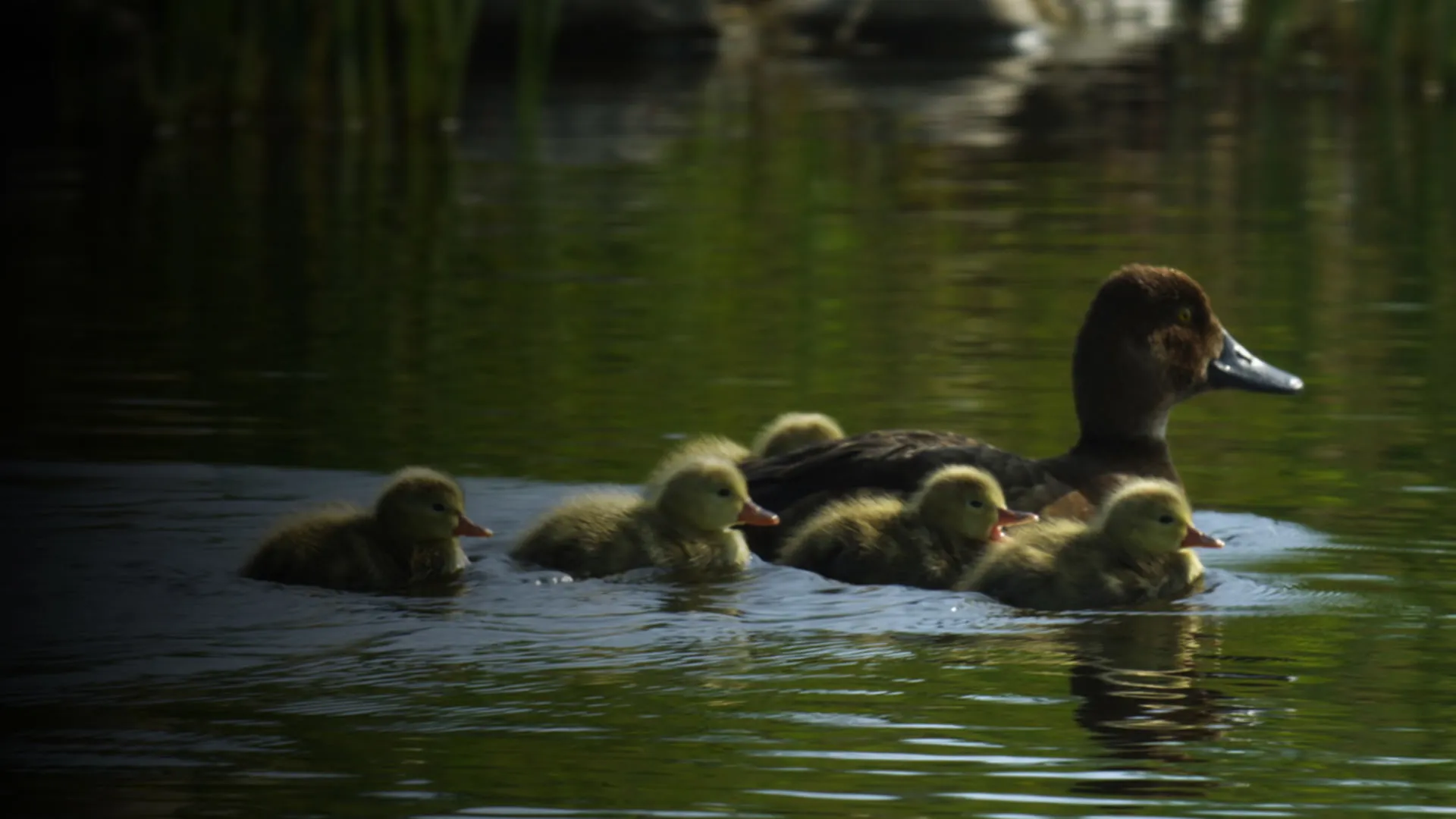 An Original DUCKumentary