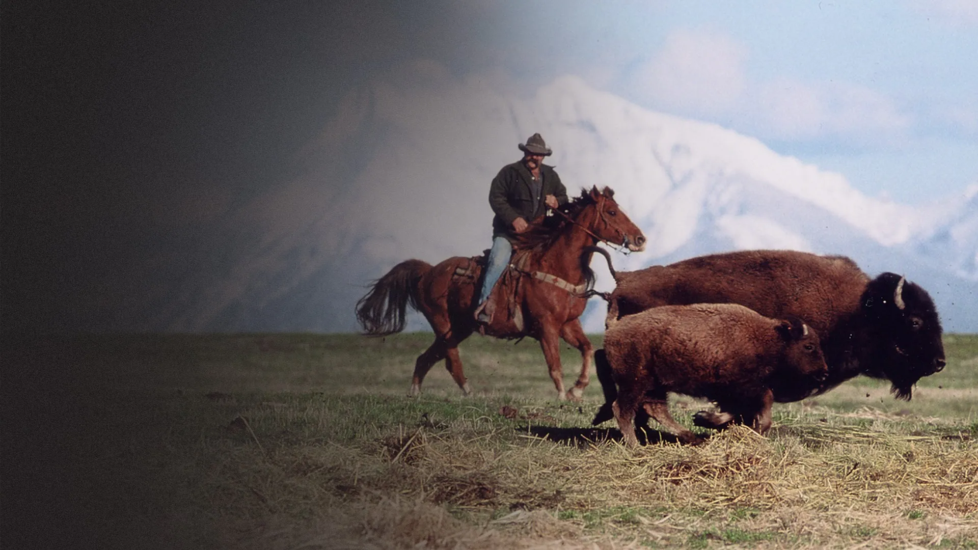 Rounding up Buffaloes