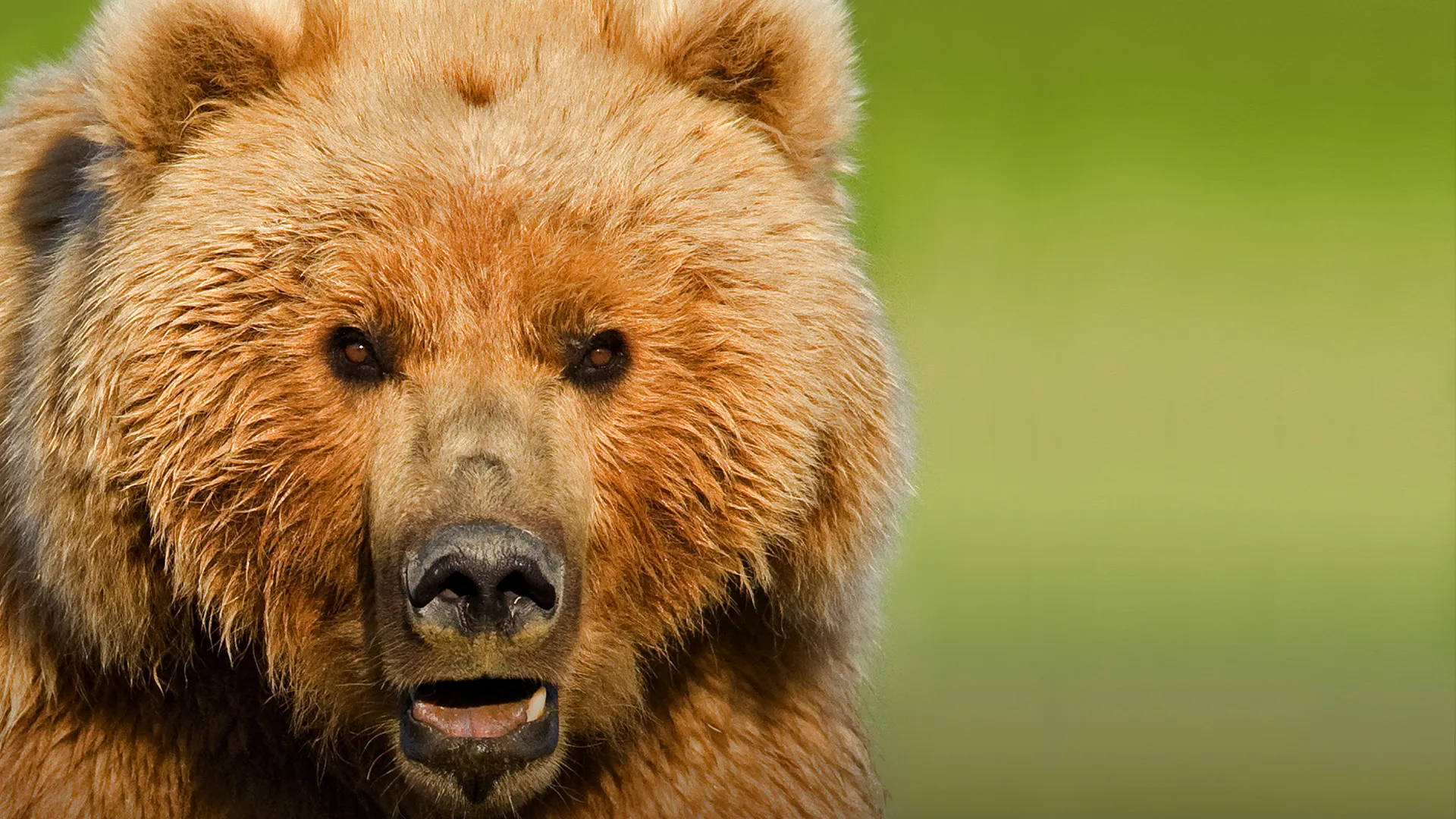 Bears of the Last Frontier