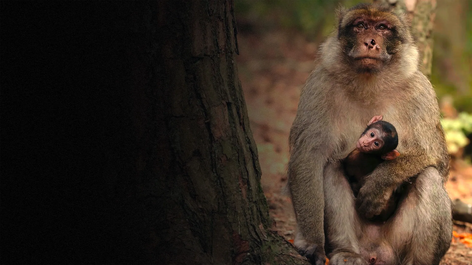 Nature's Superdads