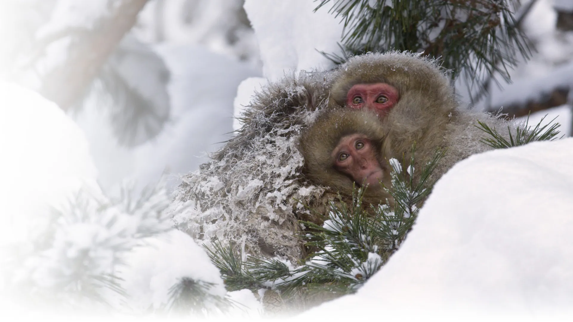 Snow Monkeys