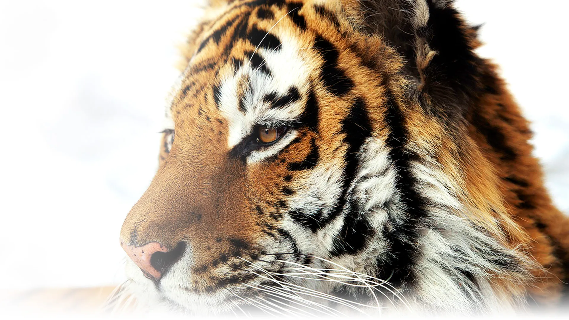 Siberian Tiger Quest