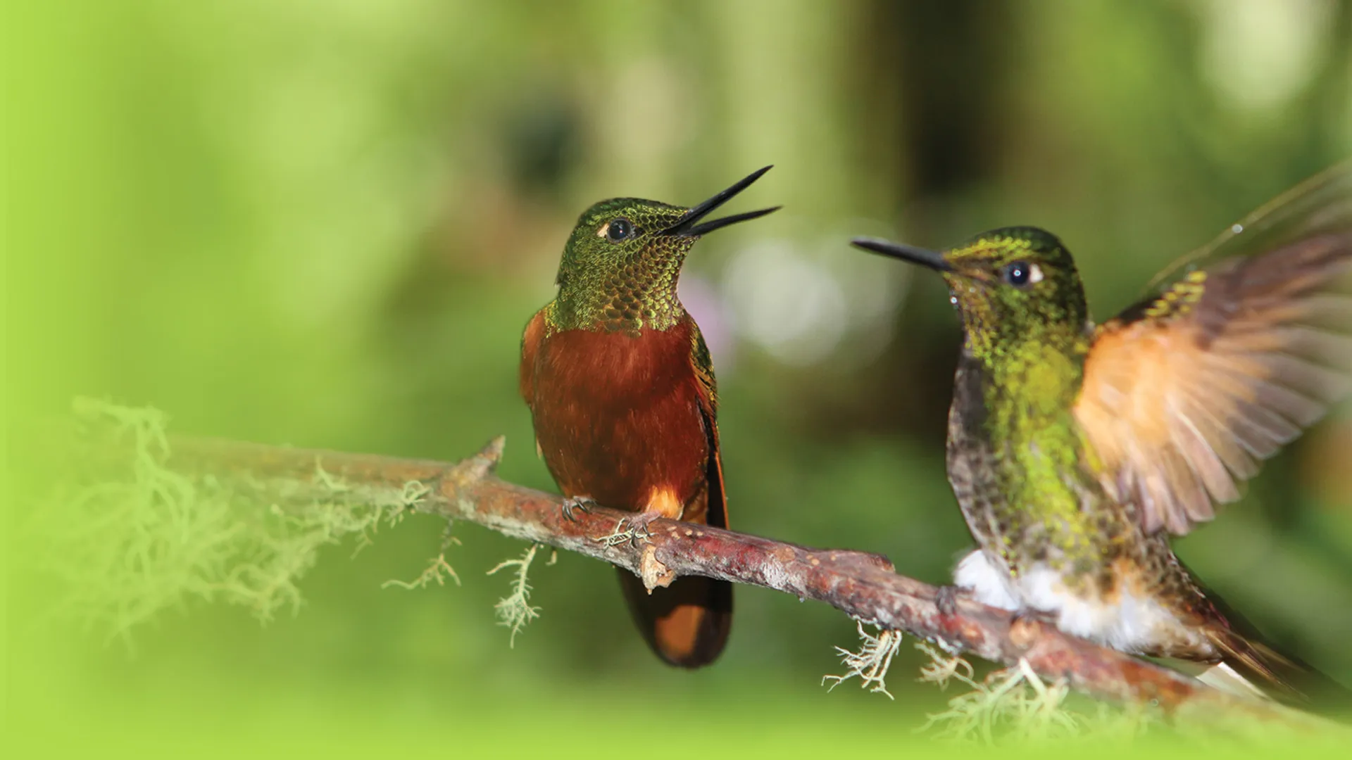 Super Hummingbirds
