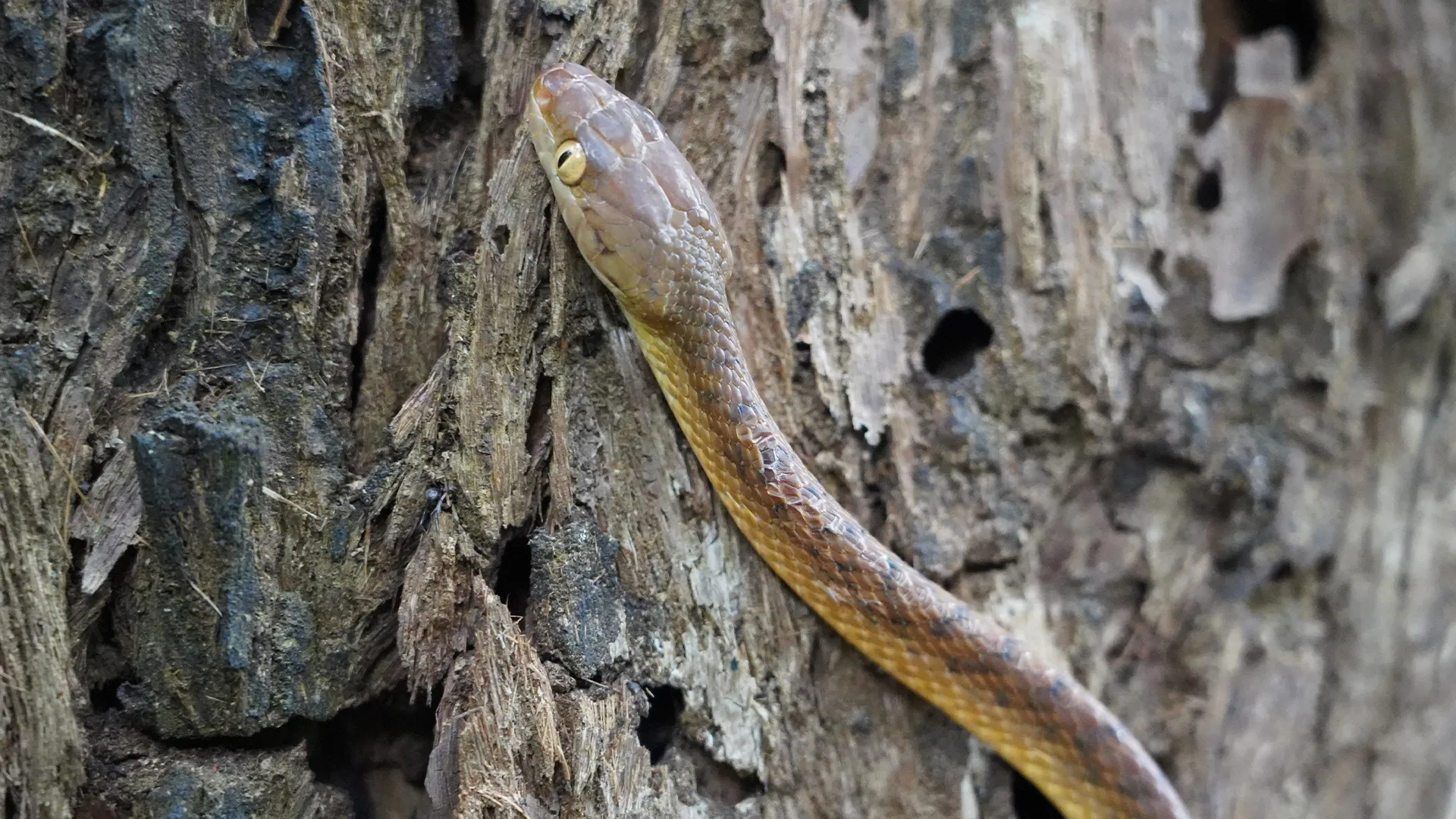 Aussie Snake Wranglers
