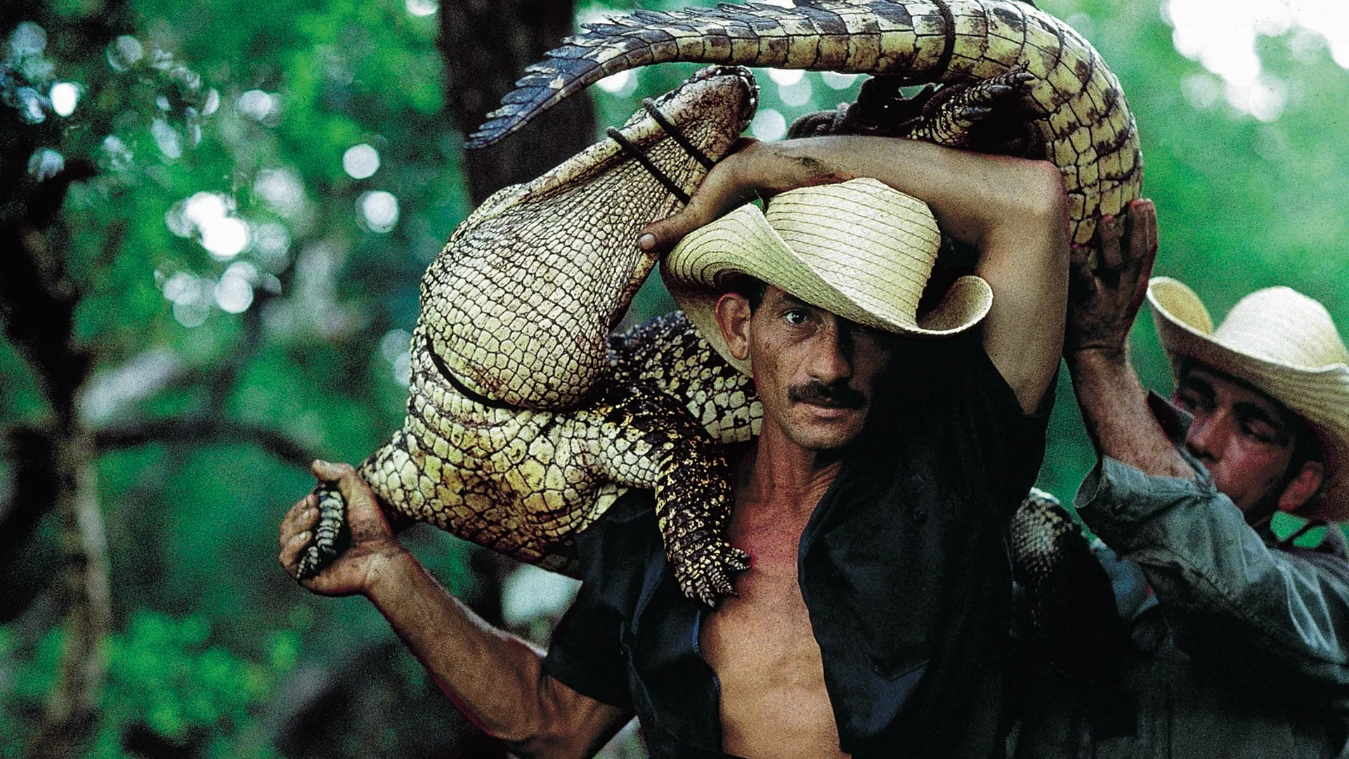 Guardianes del bosque