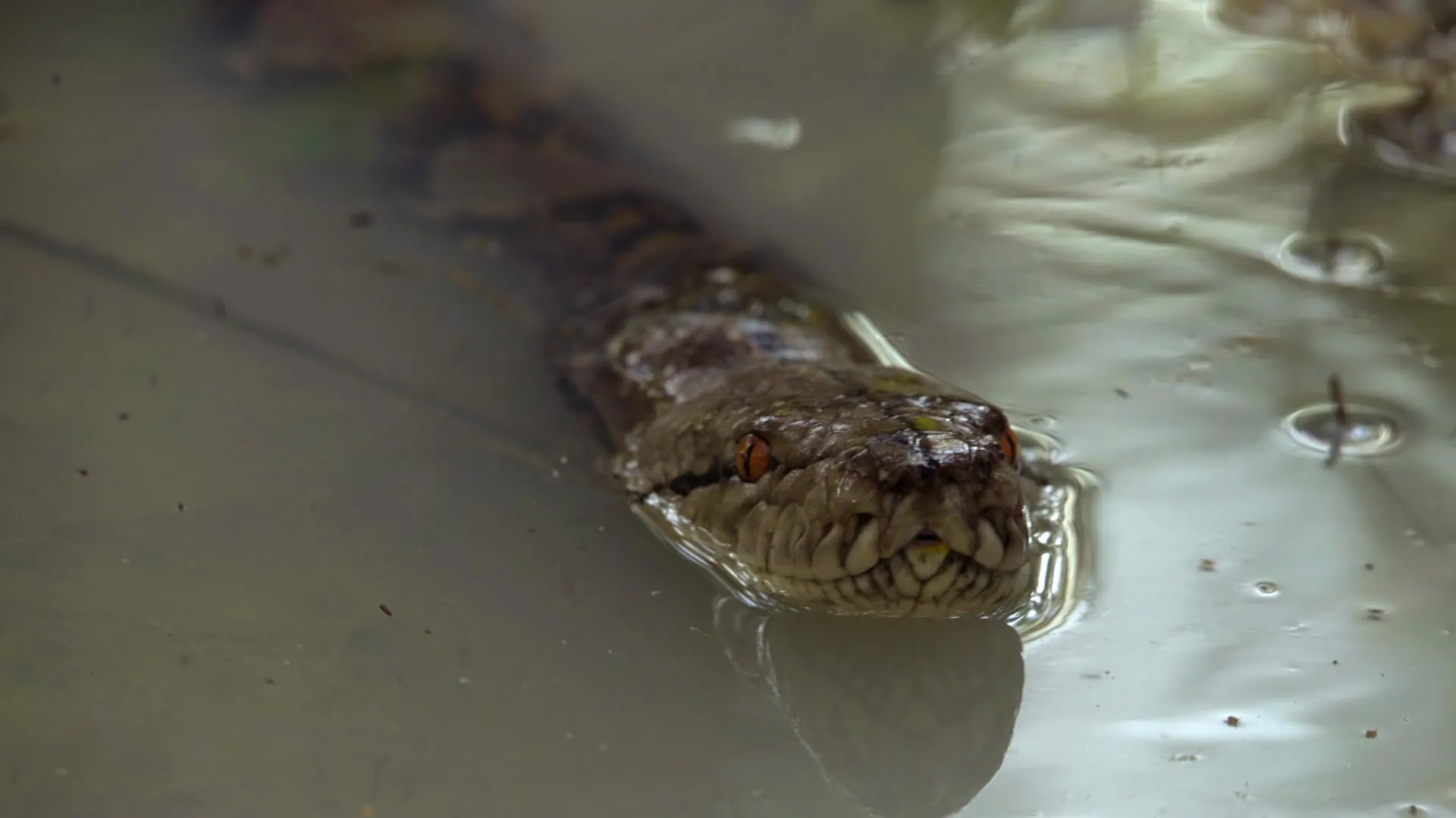 planet e.: Snakeskins for Luxury Goods: The Python Code