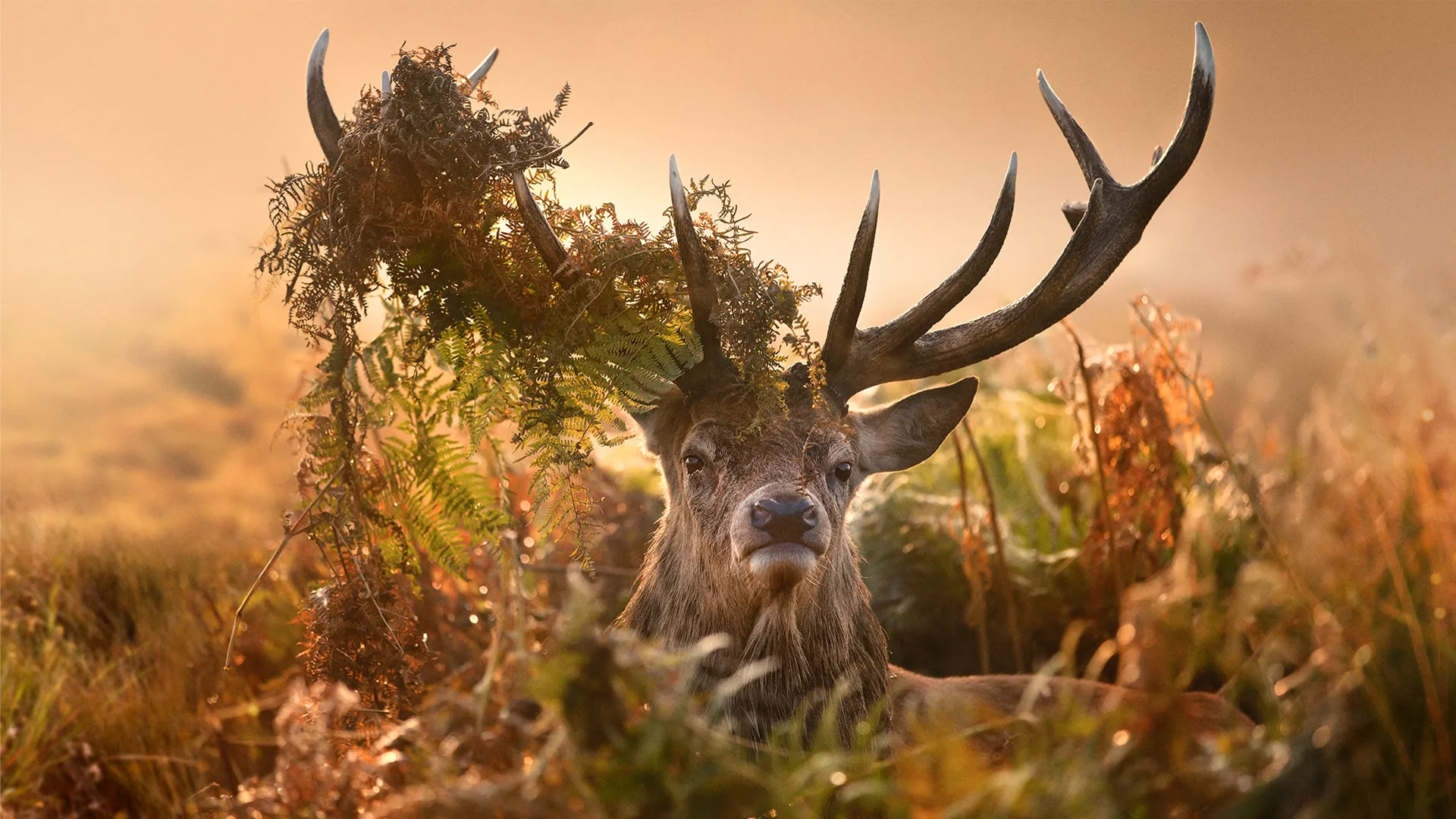 Inside the Forest: Seasons of Wonder