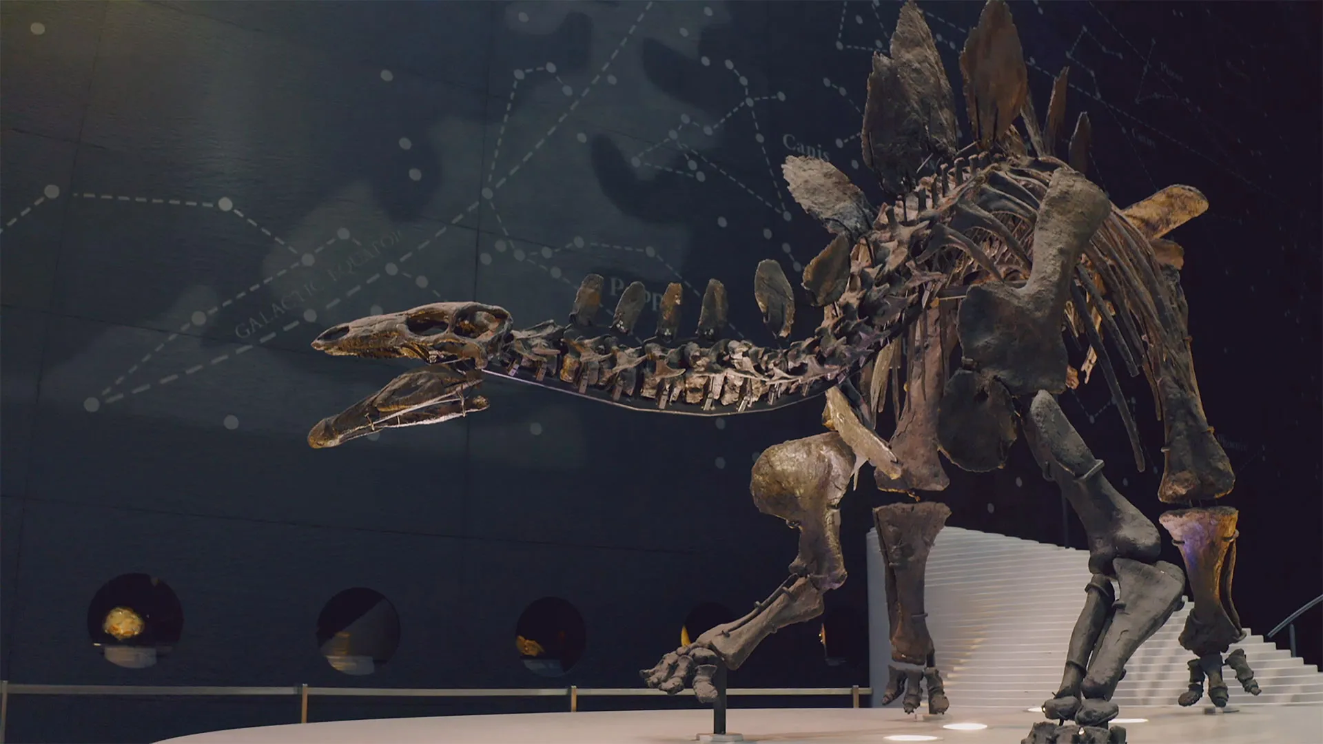 Natural History Museum: World of Wonder
