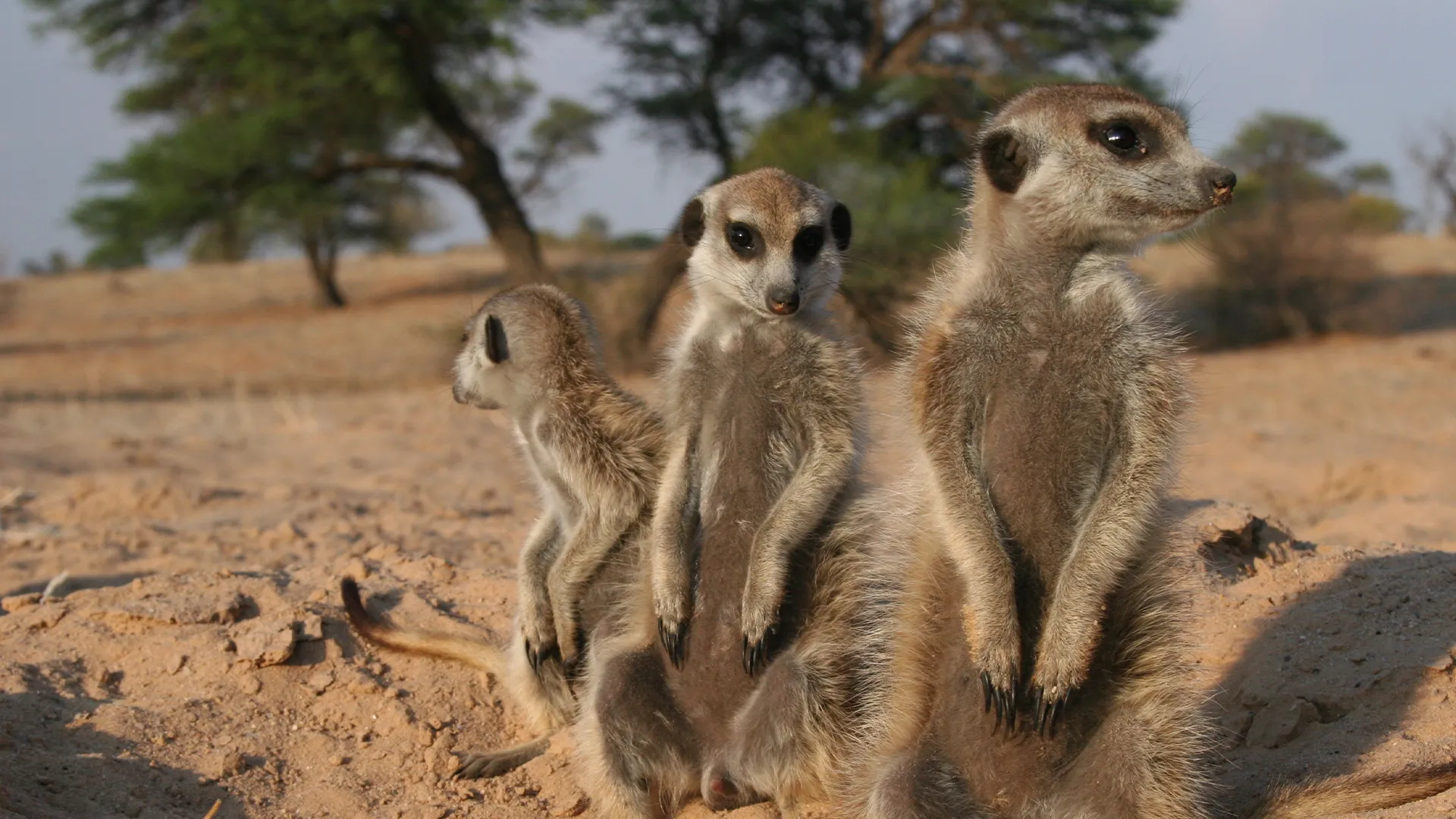 Meerkat Manor: The Next Generation