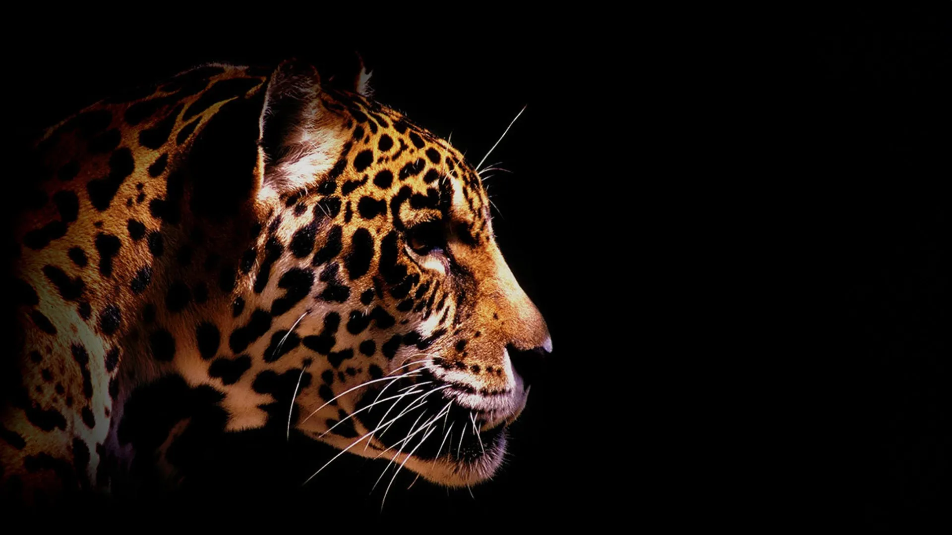 Wild Ones 3: Mundo de lo salvaje