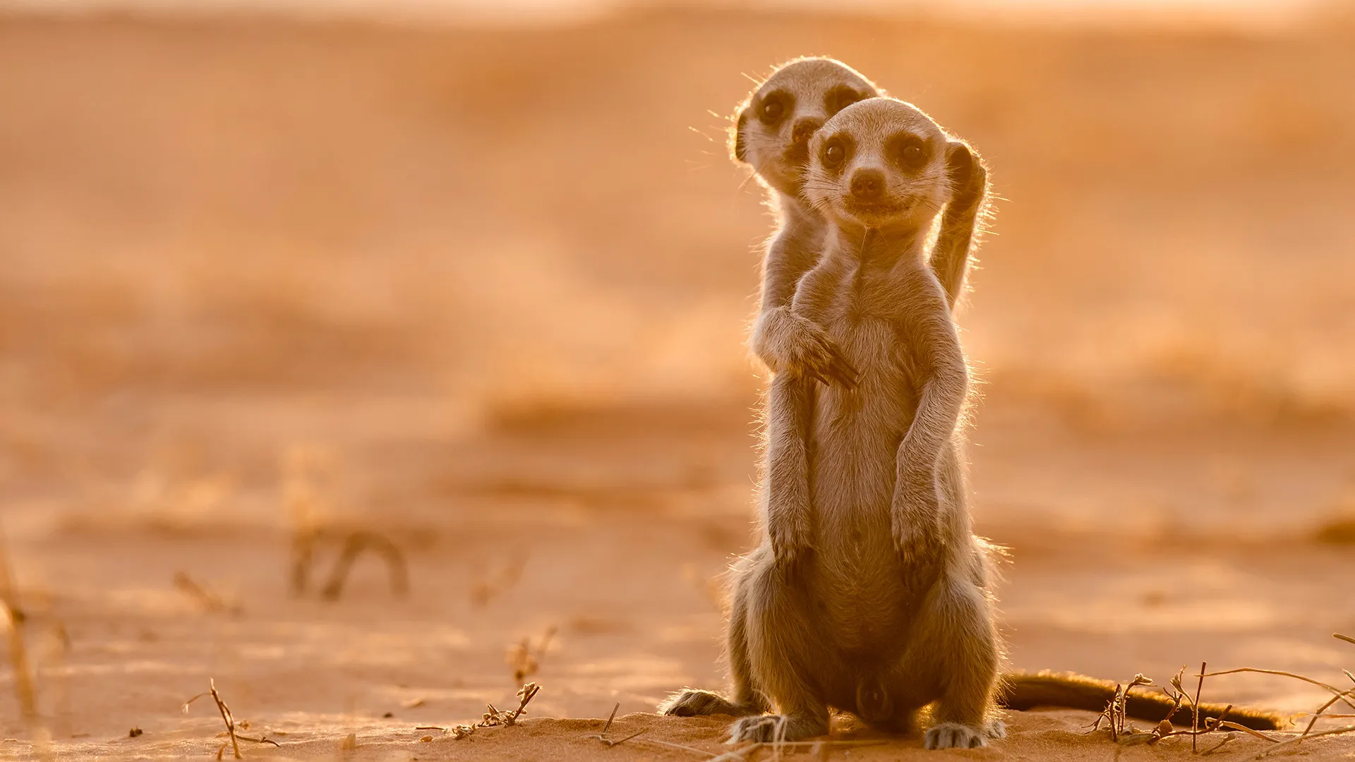Meerkat Manor: Rise of the Dynasty