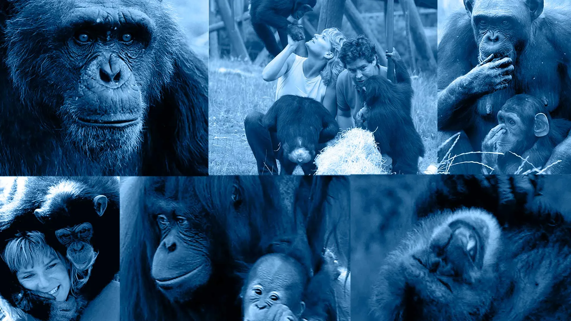 Monkey Business (1998)