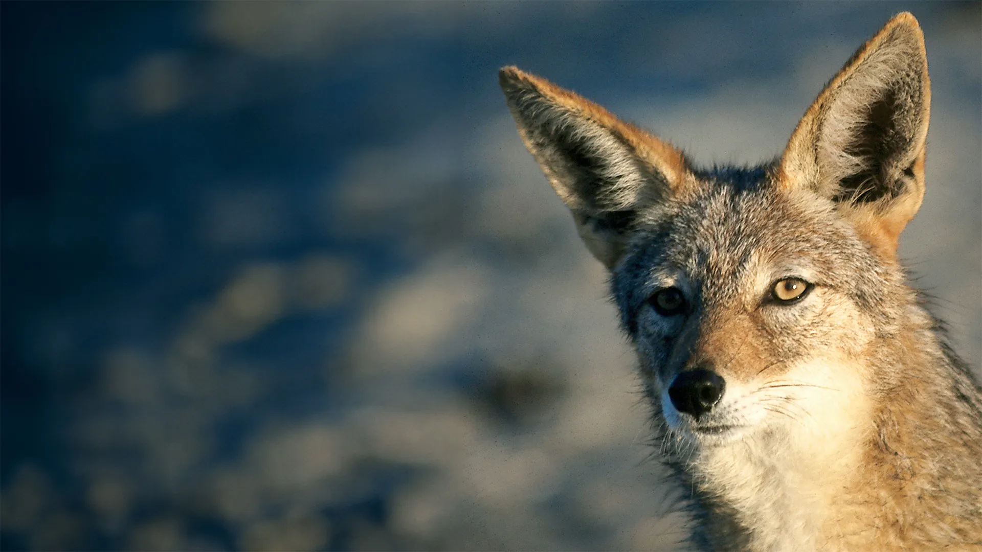 The Hyena Lady - Wolves on the Waterline