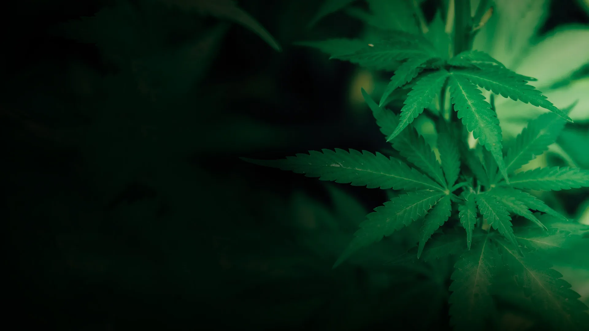 Pot Luck: The Altered State of Colorado