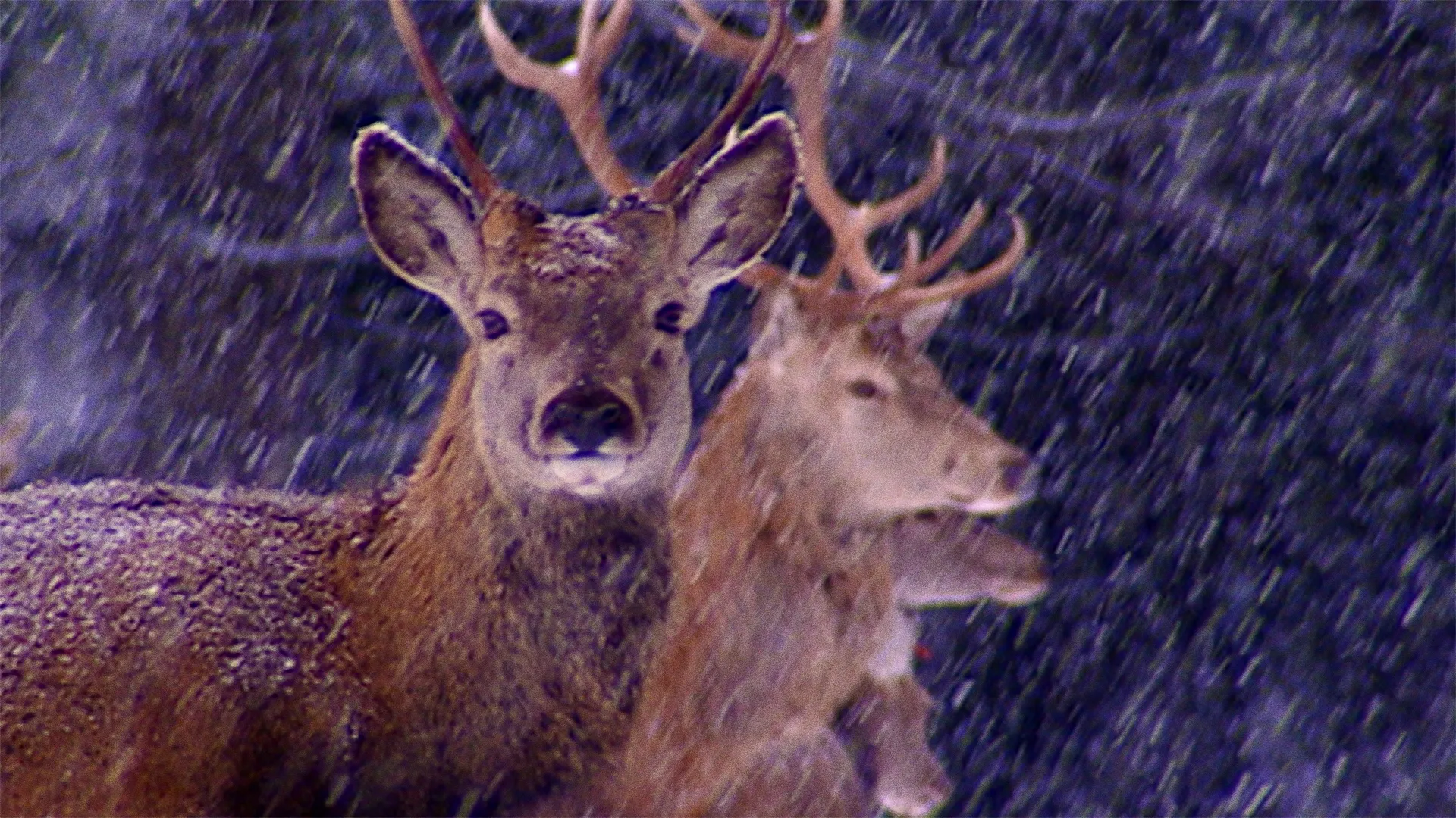 Sense Of Danger: How Animals Anticipate Disaster