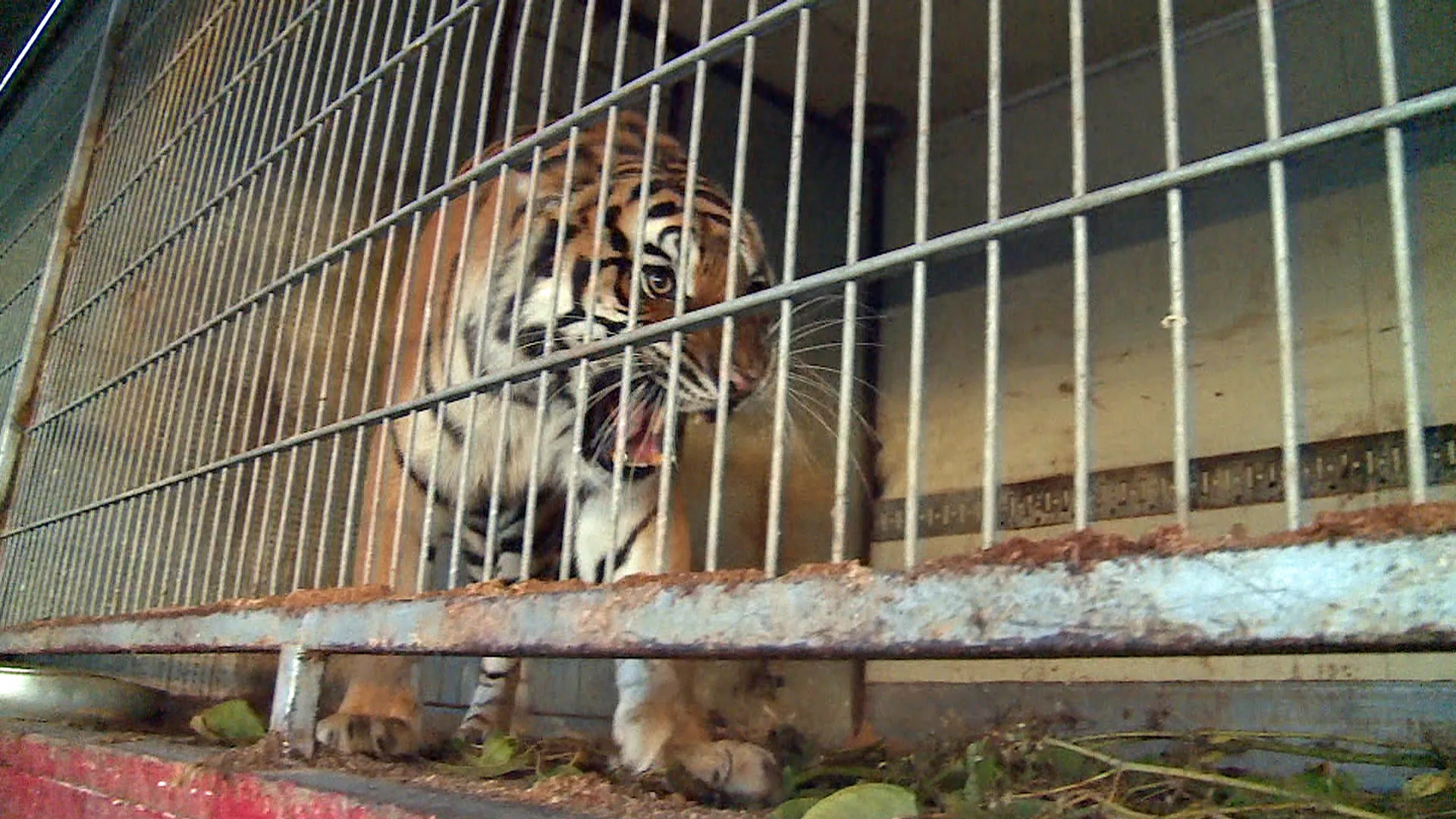 Die Reise der Raubkatzen - Rettung für ehemalige Zirkus-Tiere
