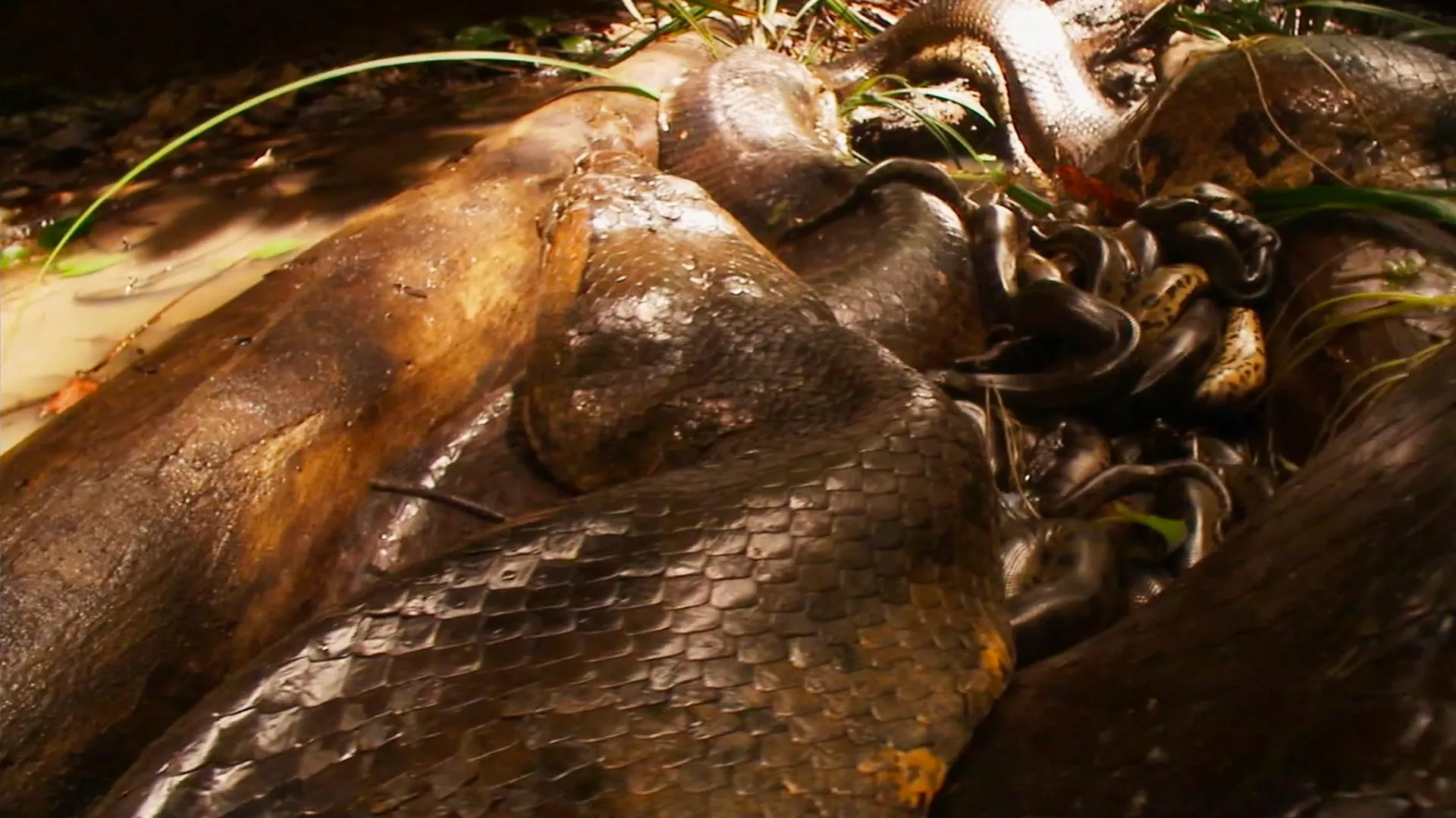 Anaconda Wanted - Hunting the Biggest Snake on Earth