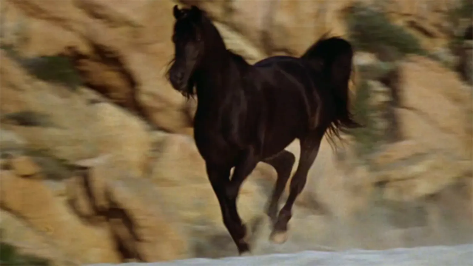 The Black Stallion