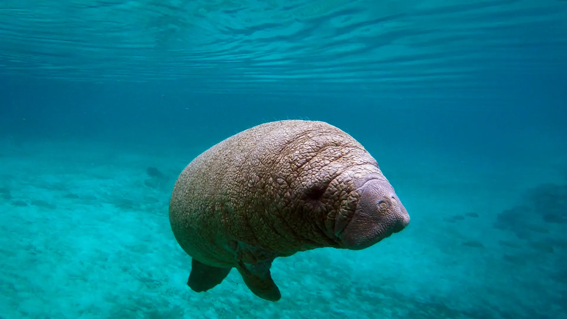 Sentidos Animais