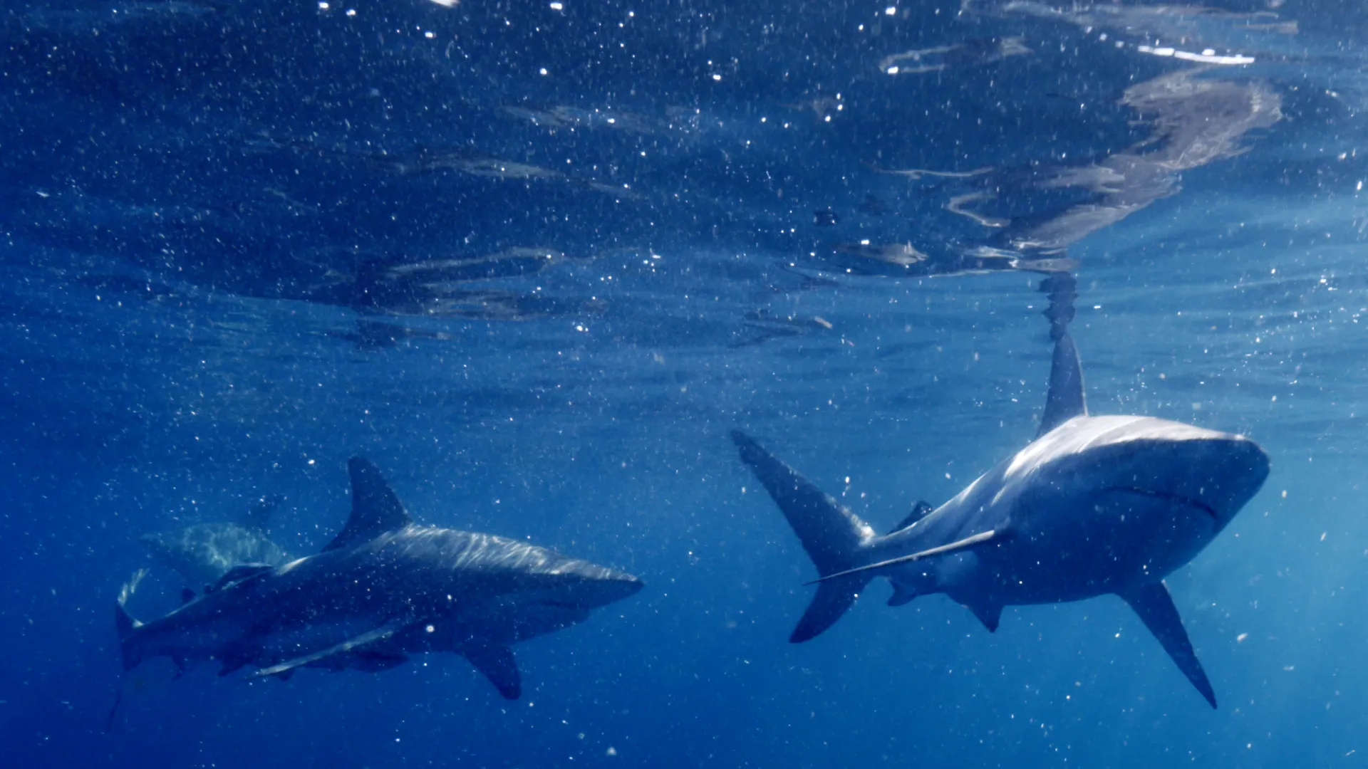 Maravillas Submarinas de África