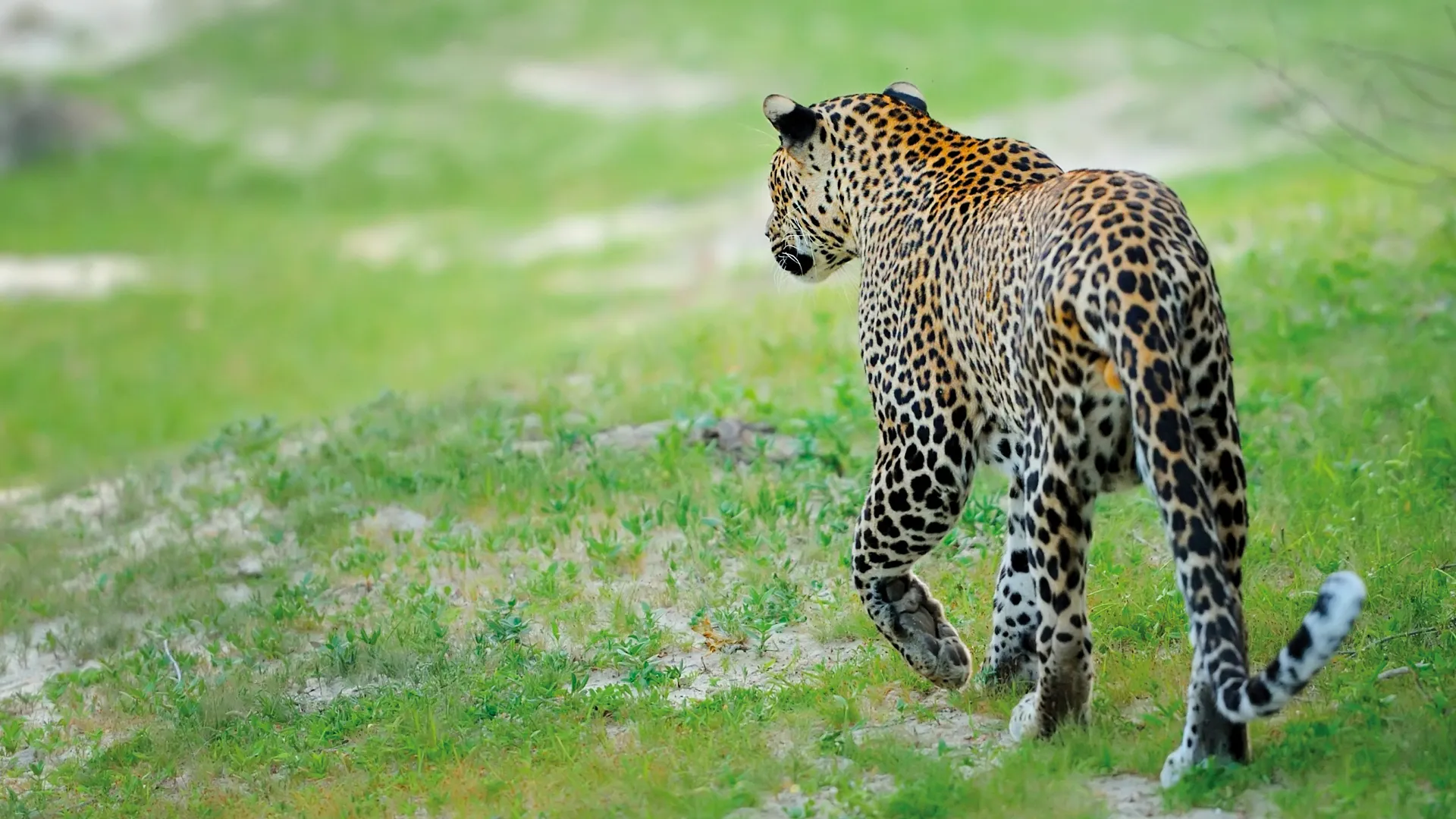 Los Cazadores de África