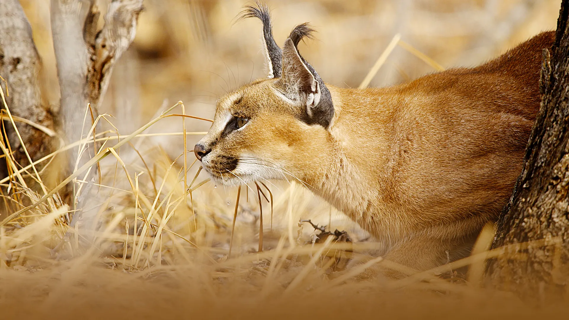 Garras y Mandíbulas de África