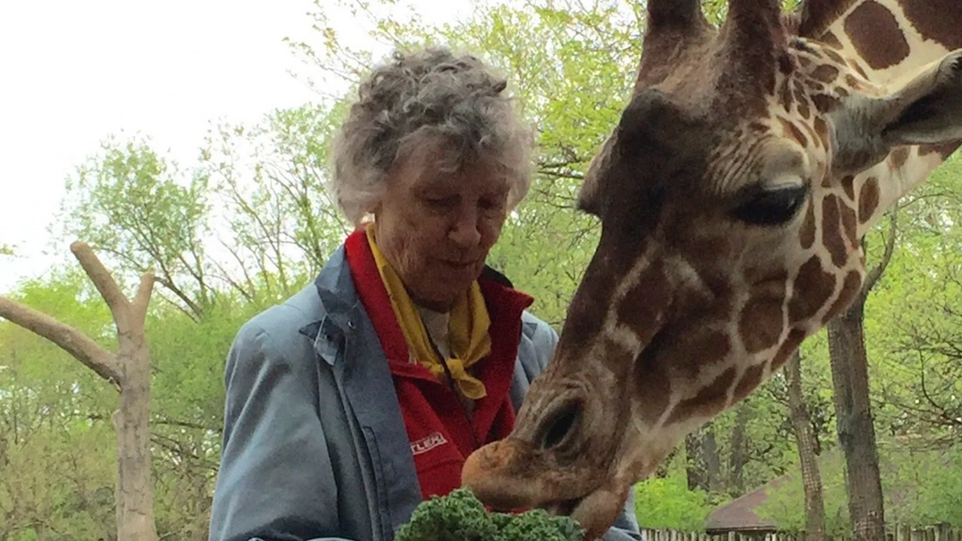 The Woman Who Loves Giraffes