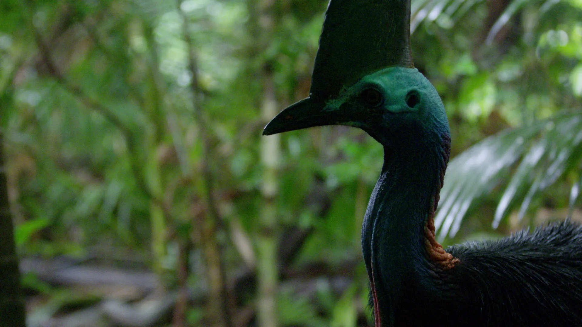 Dino Bird