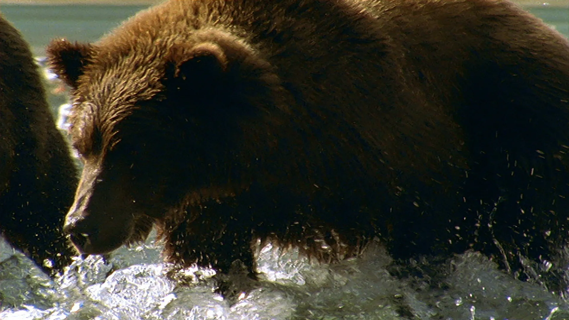 Giant Grizzlies