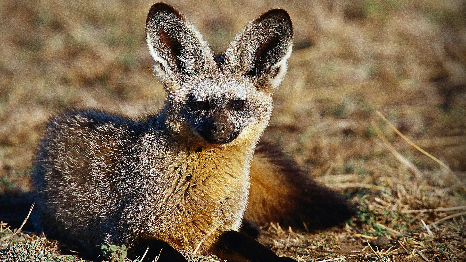 Namibia's Bat-Eared Foxes