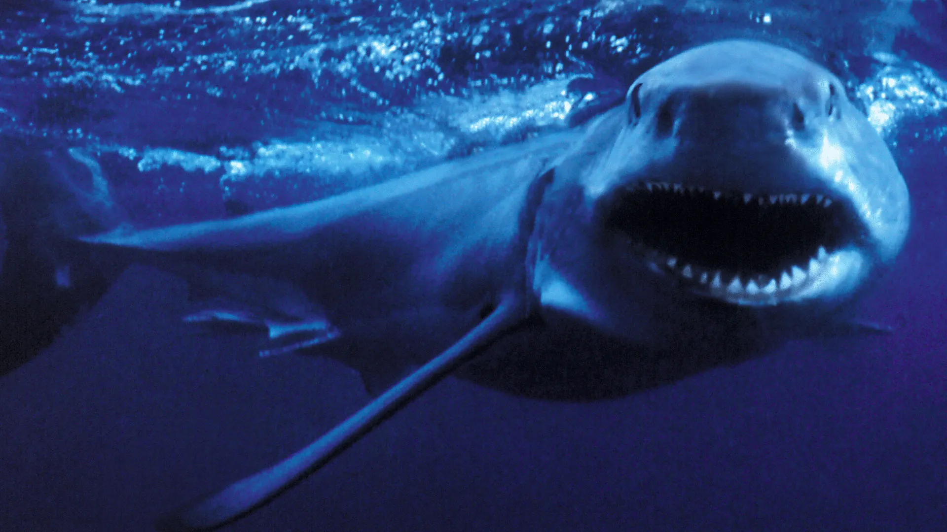Shark Attack 2
